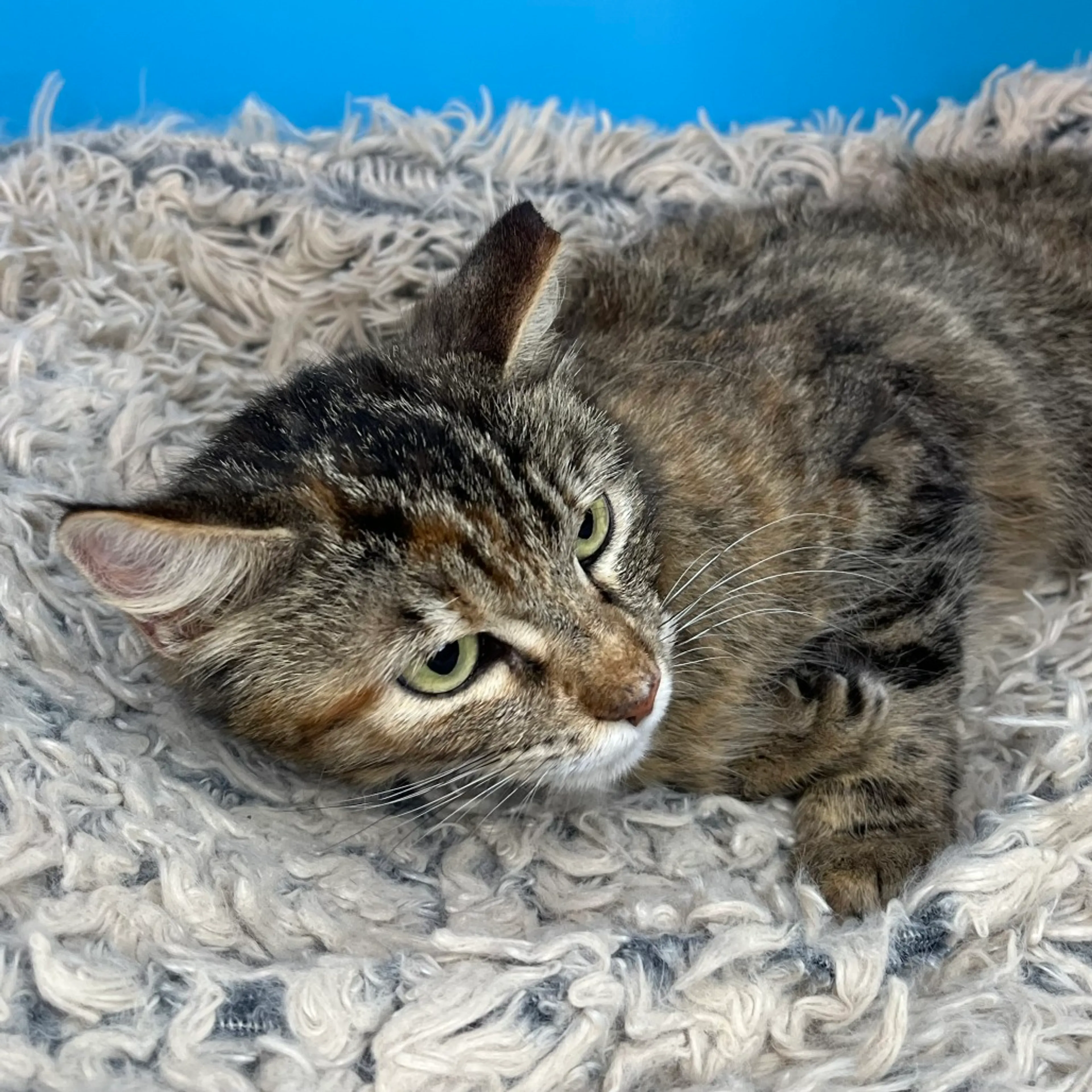 Found pet-13