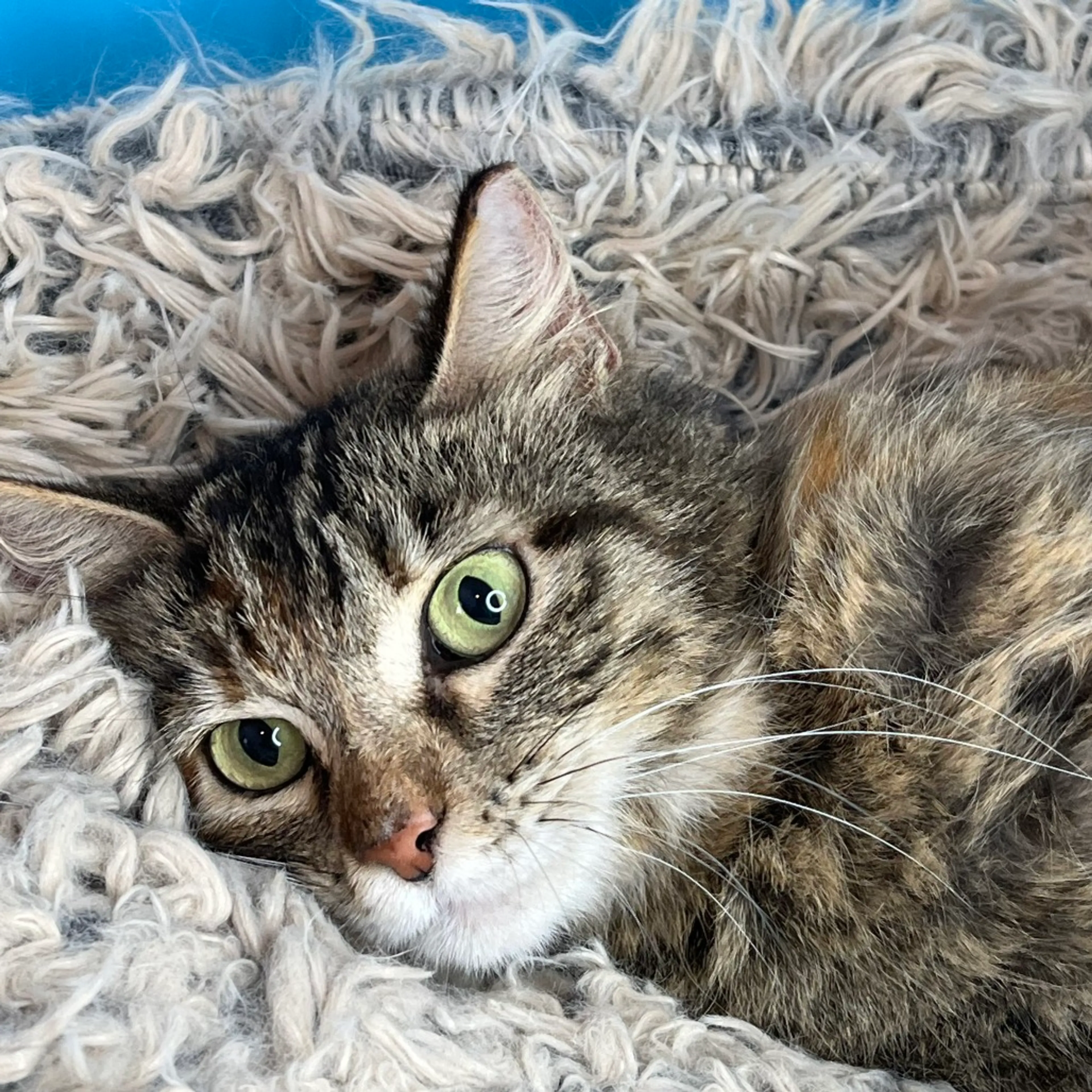 Found pet-5