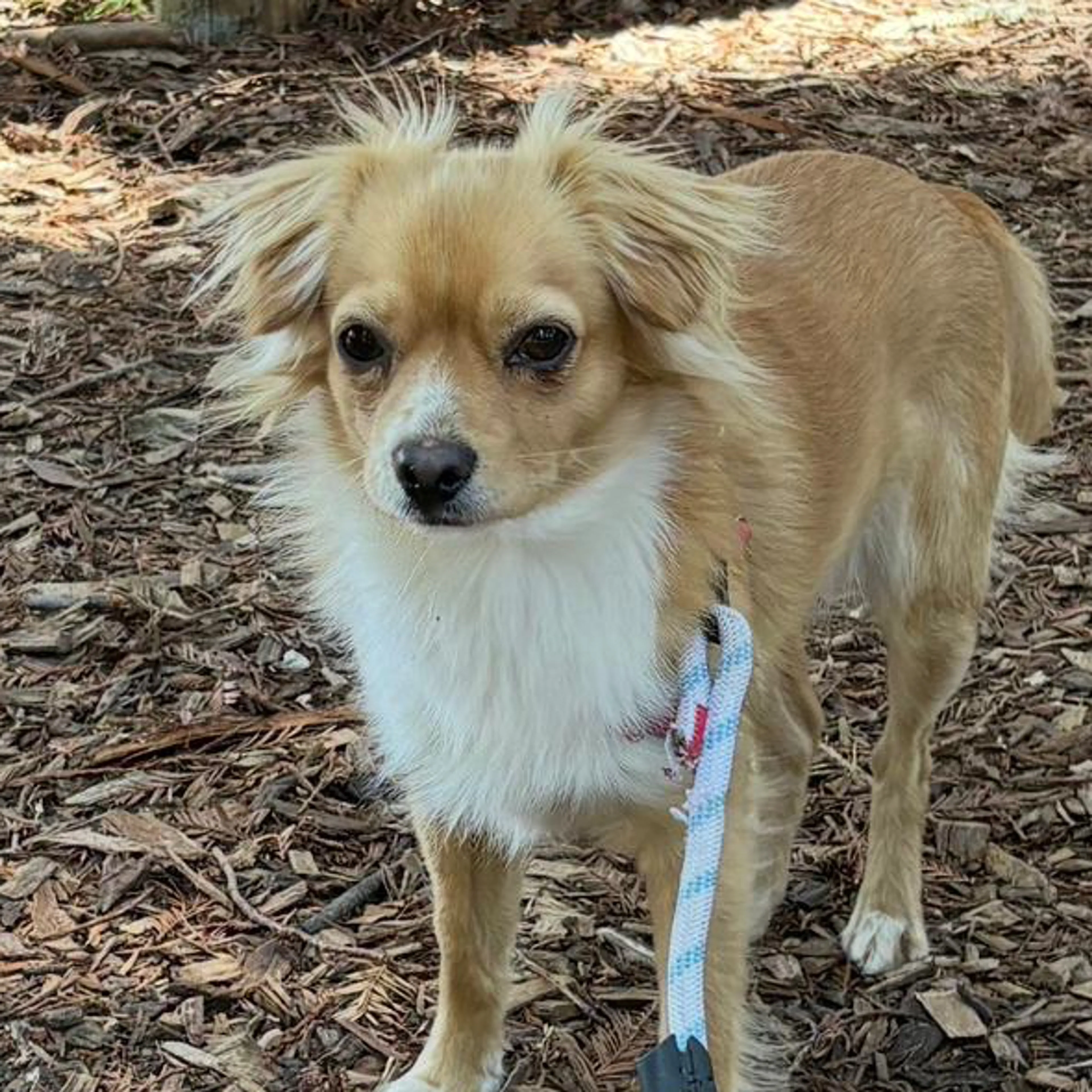 Lost pet-2