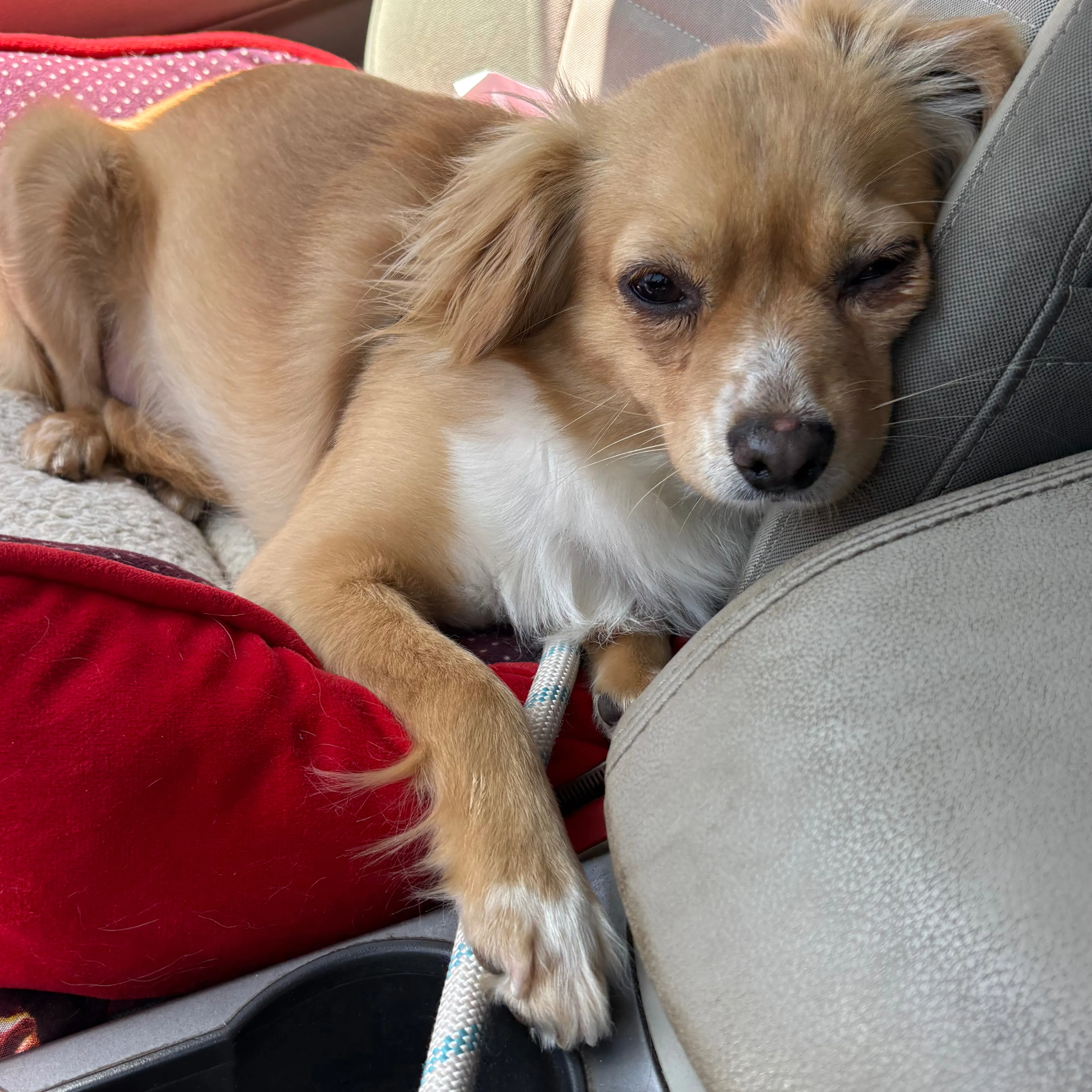 Lost pet-3