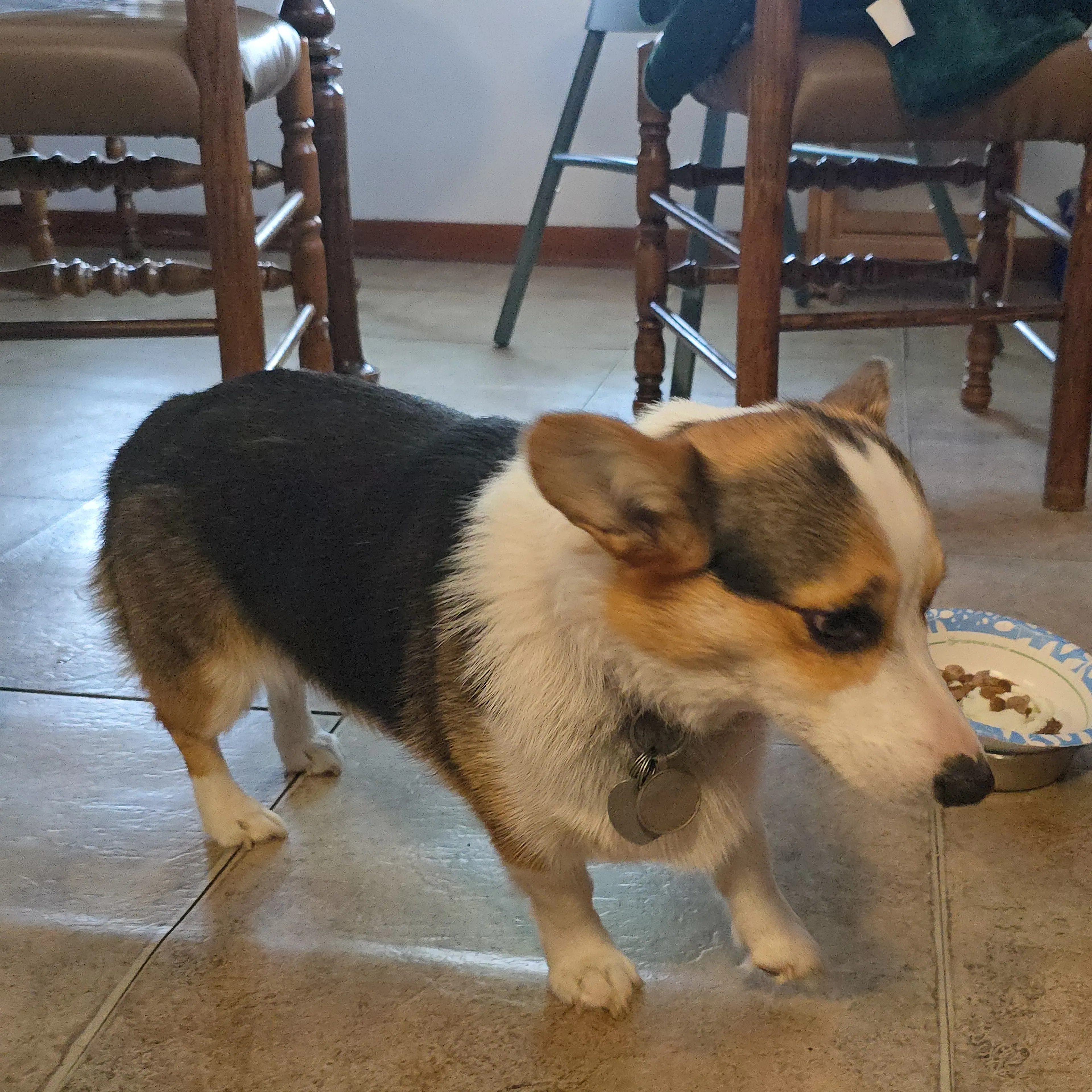 Lost pet-1