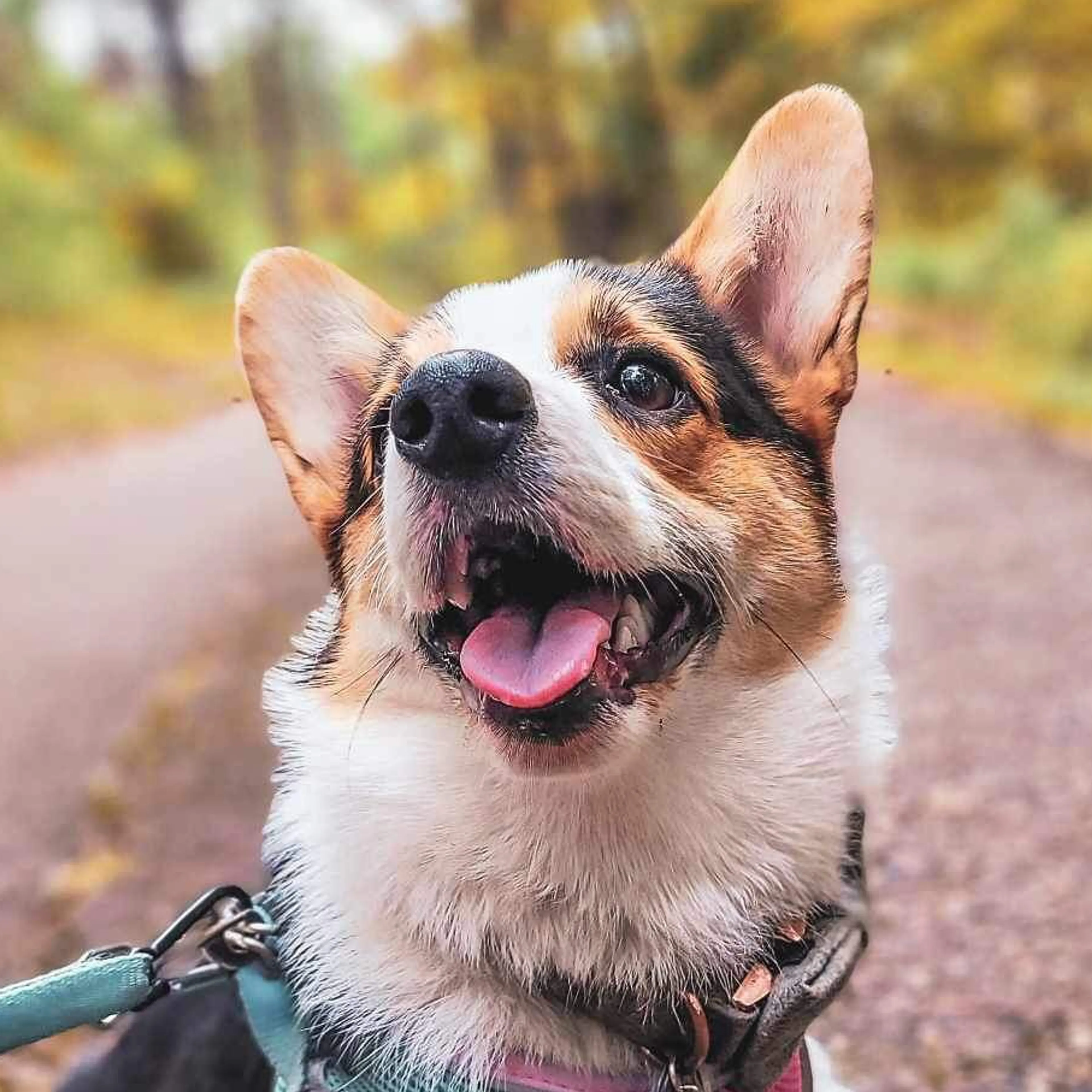 Lost pet-2