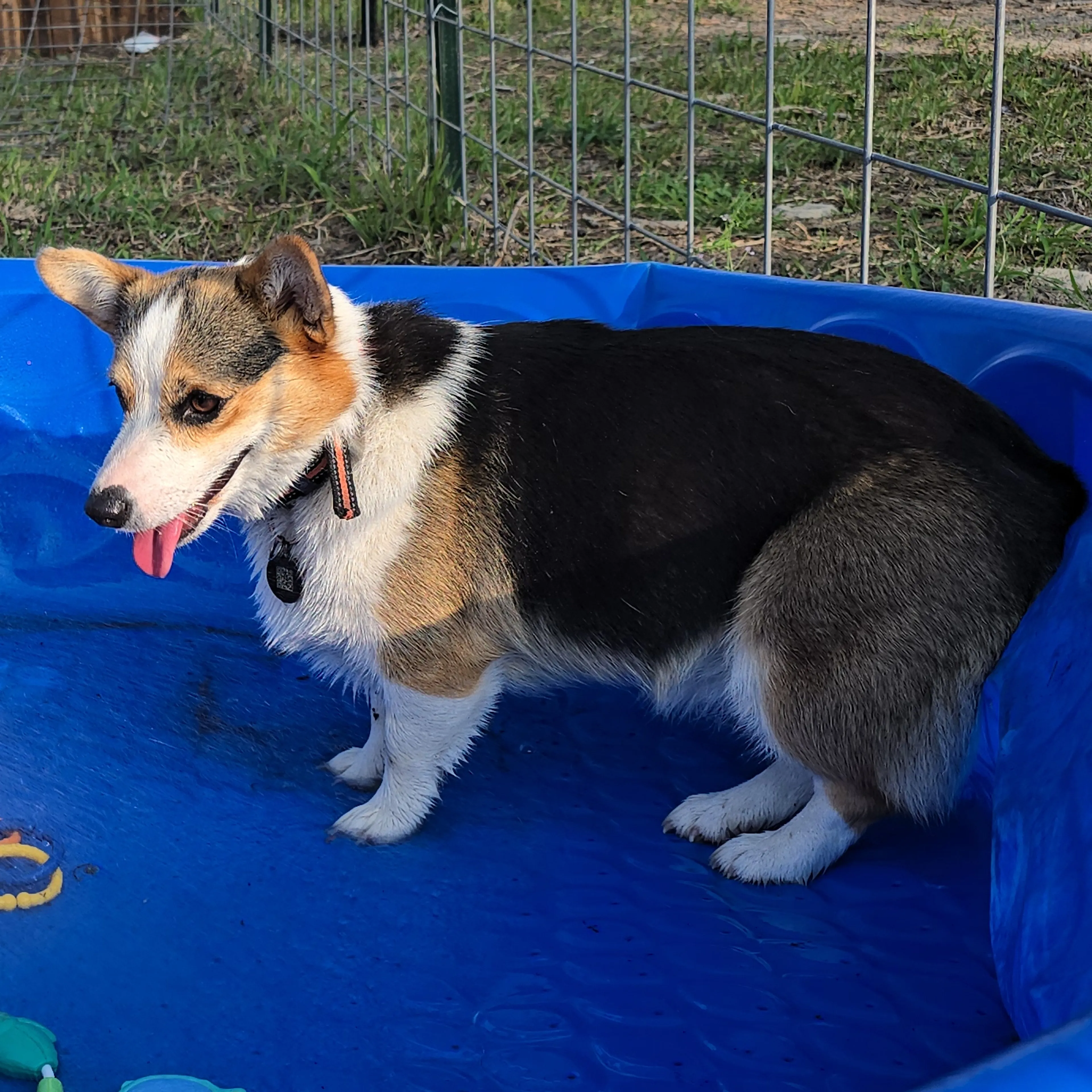 Lost pet-3