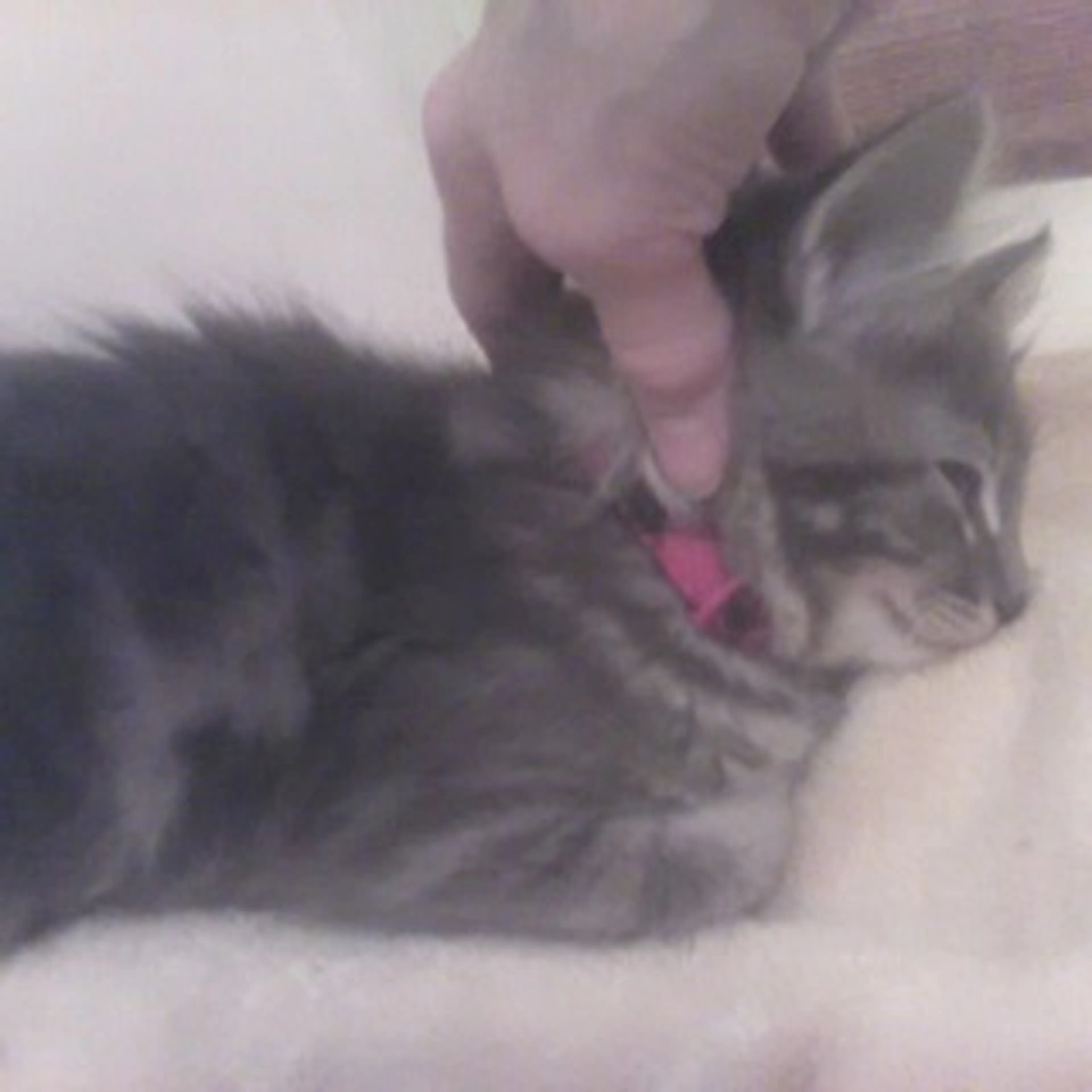 Found pet-5