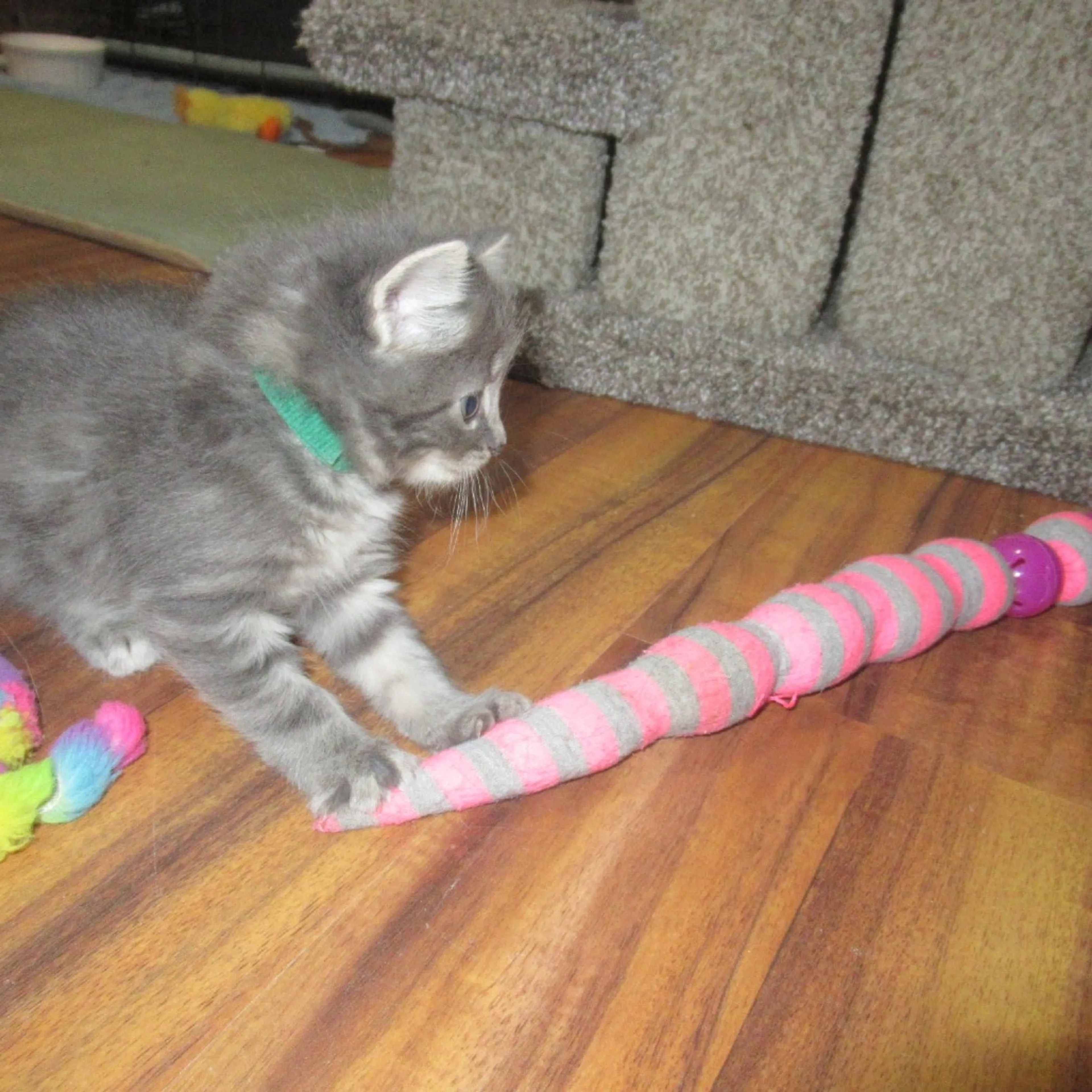 Found pet-4
