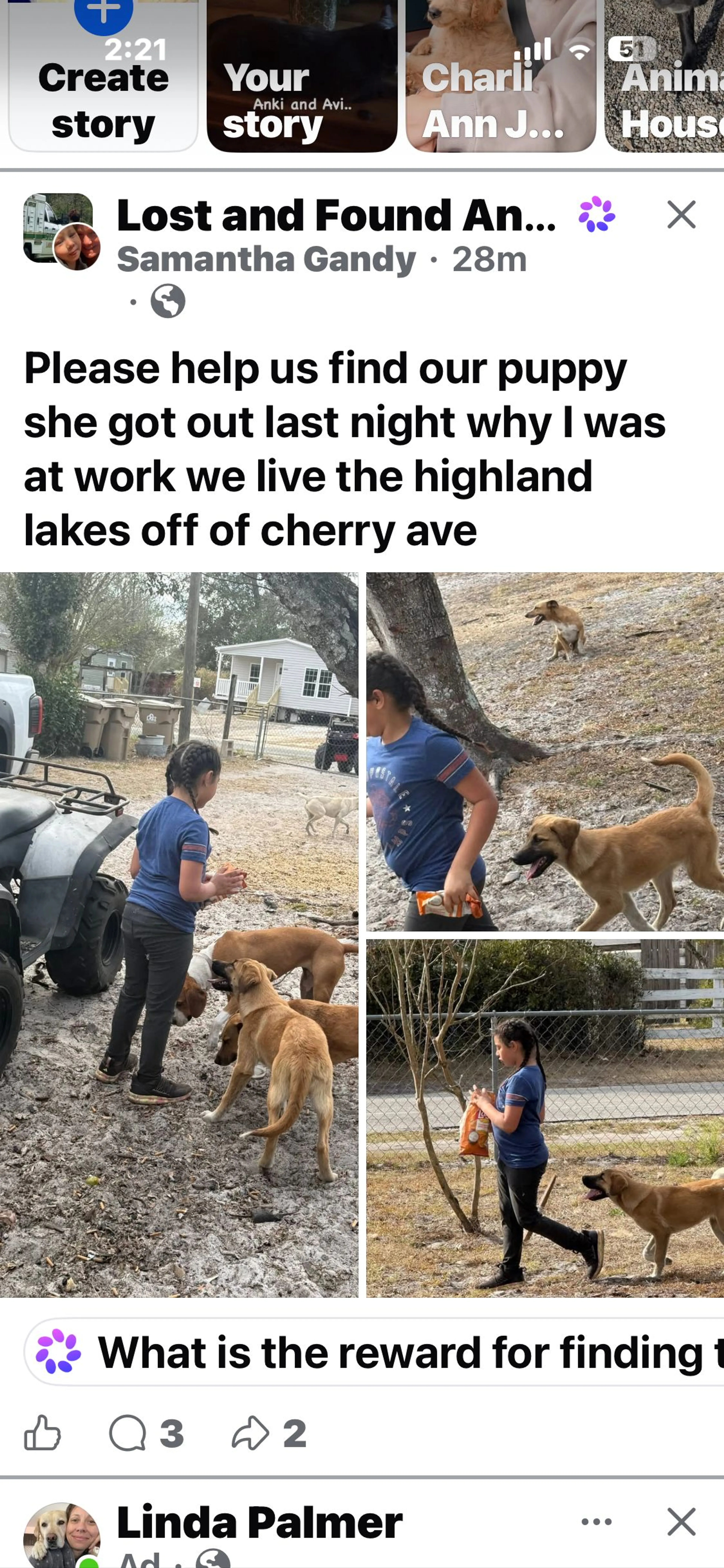Lost pet-1