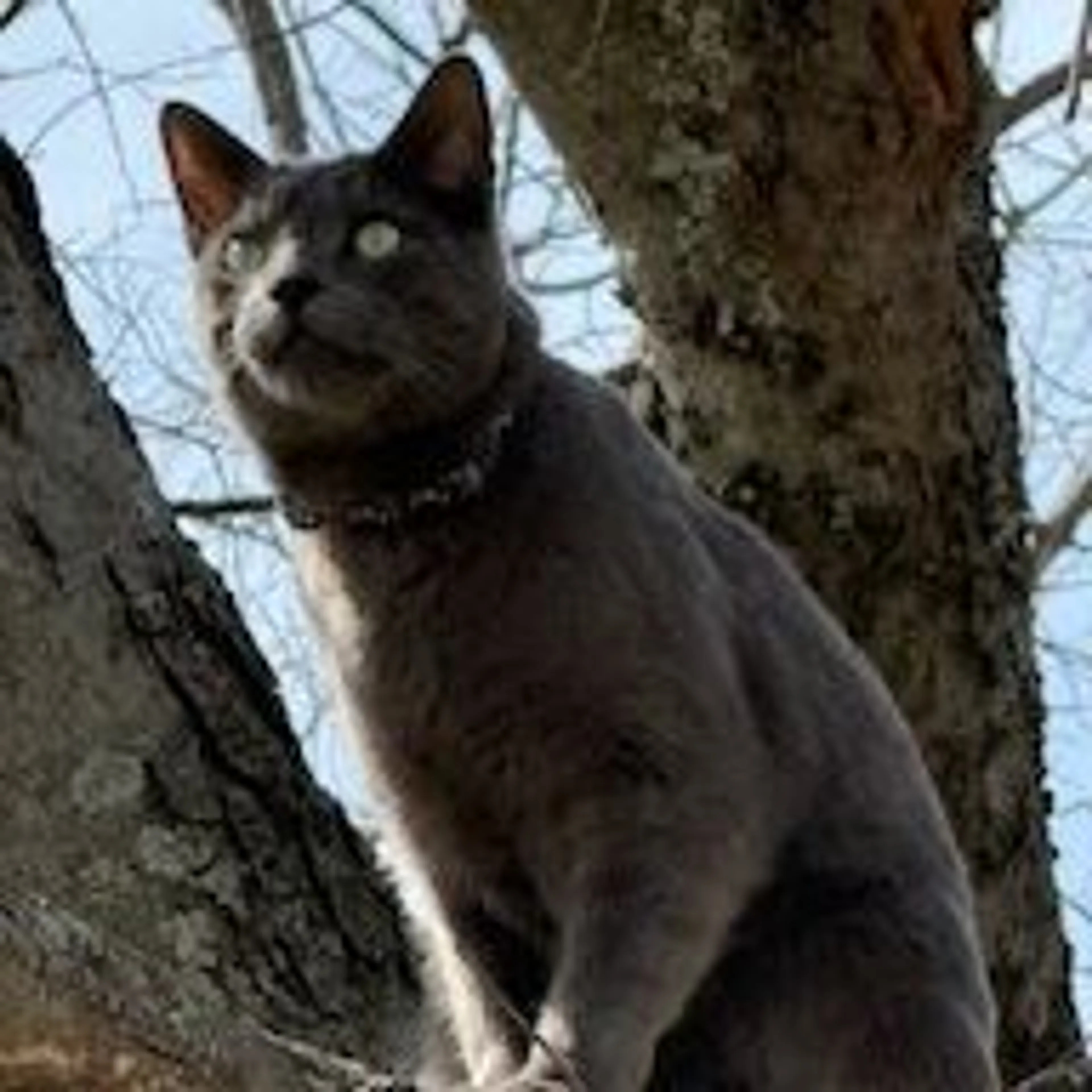 Lost pet