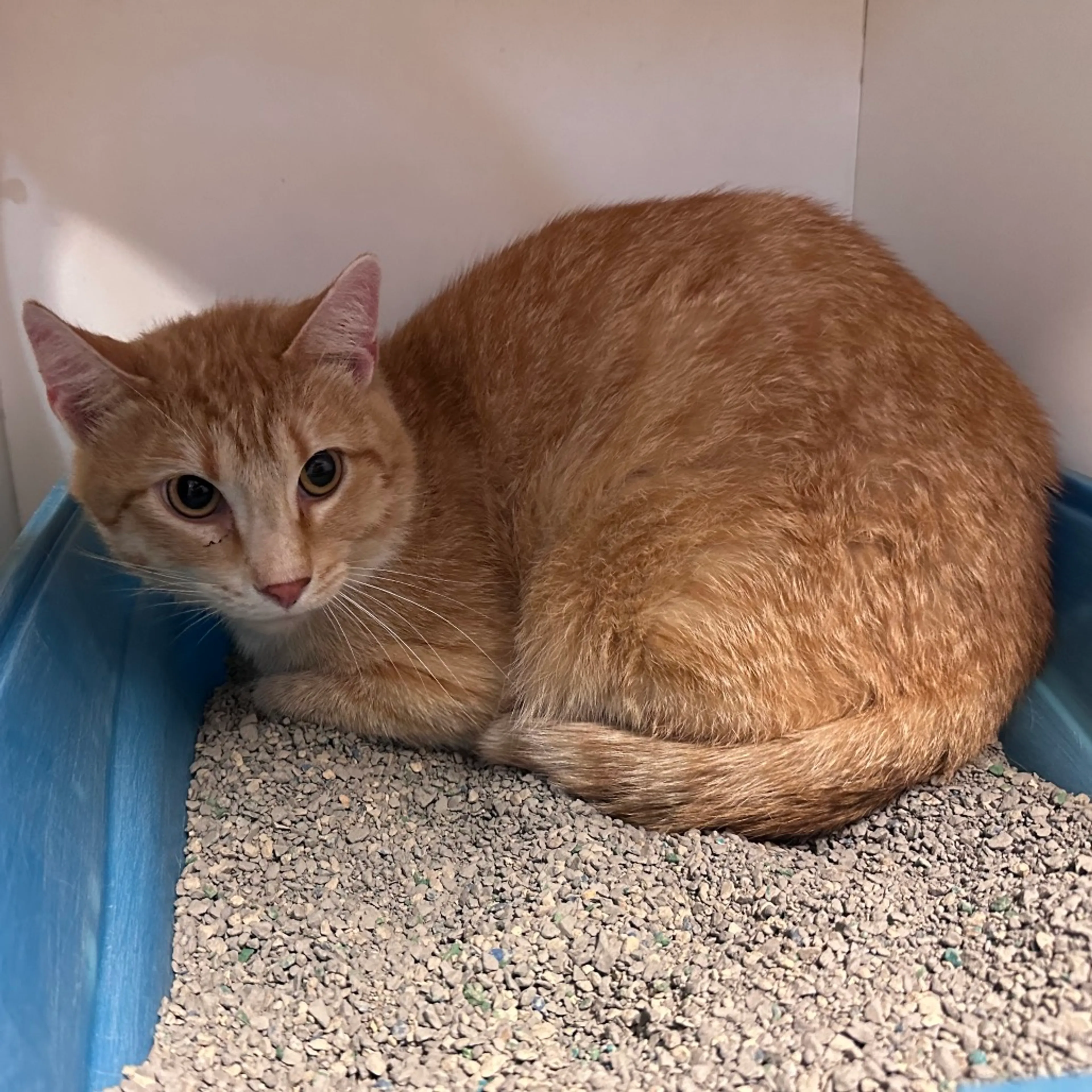 Found pet