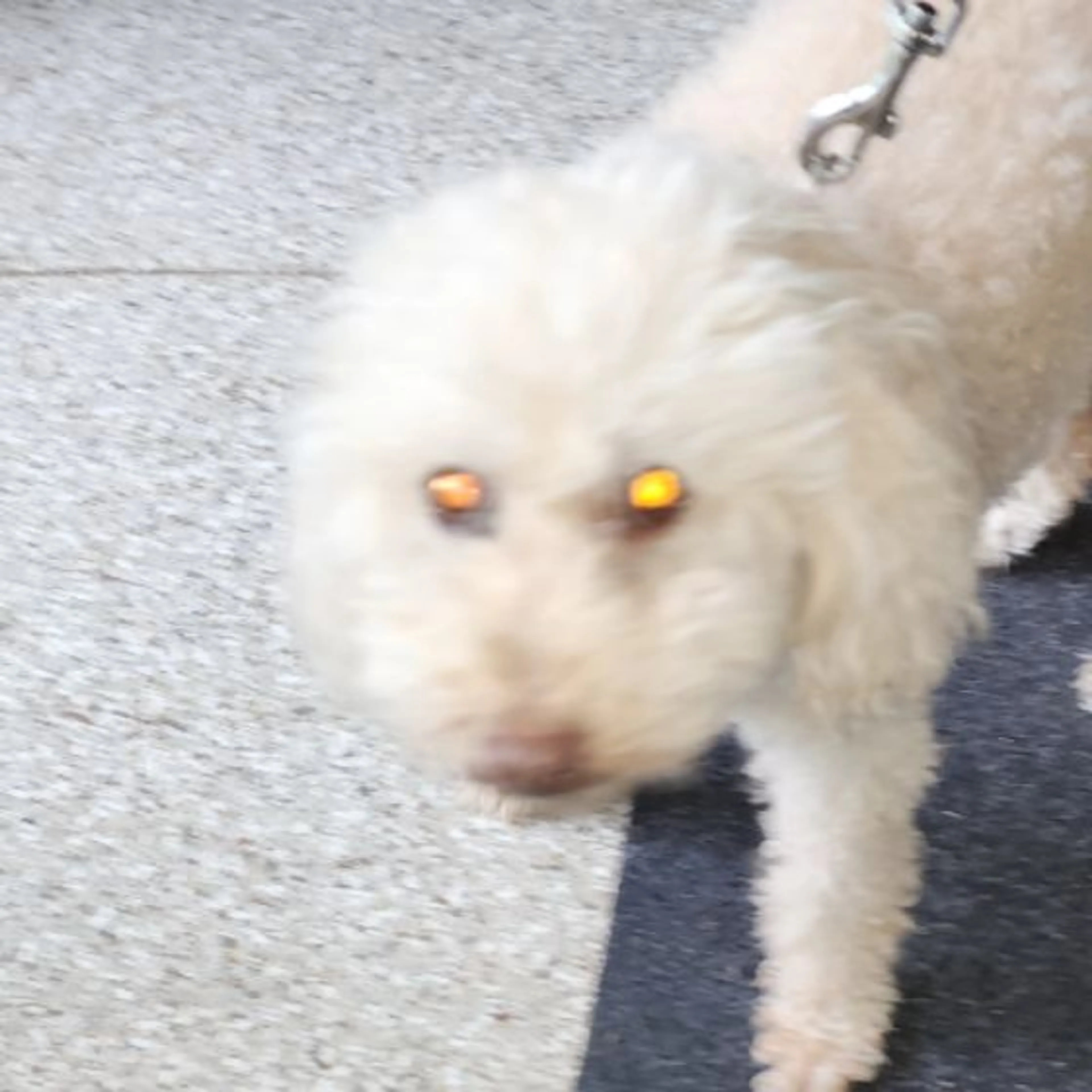 Found pet
