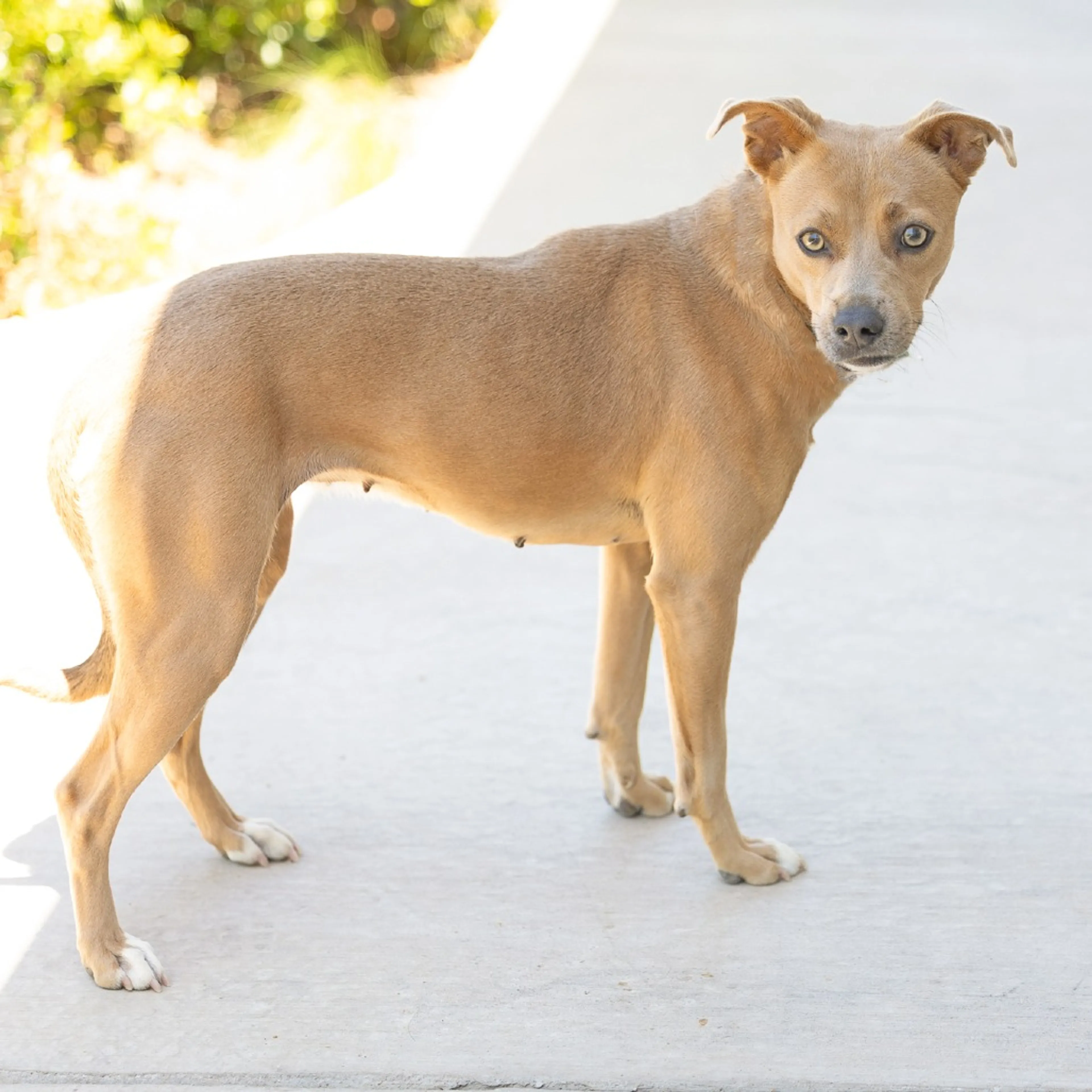 Found pet-3