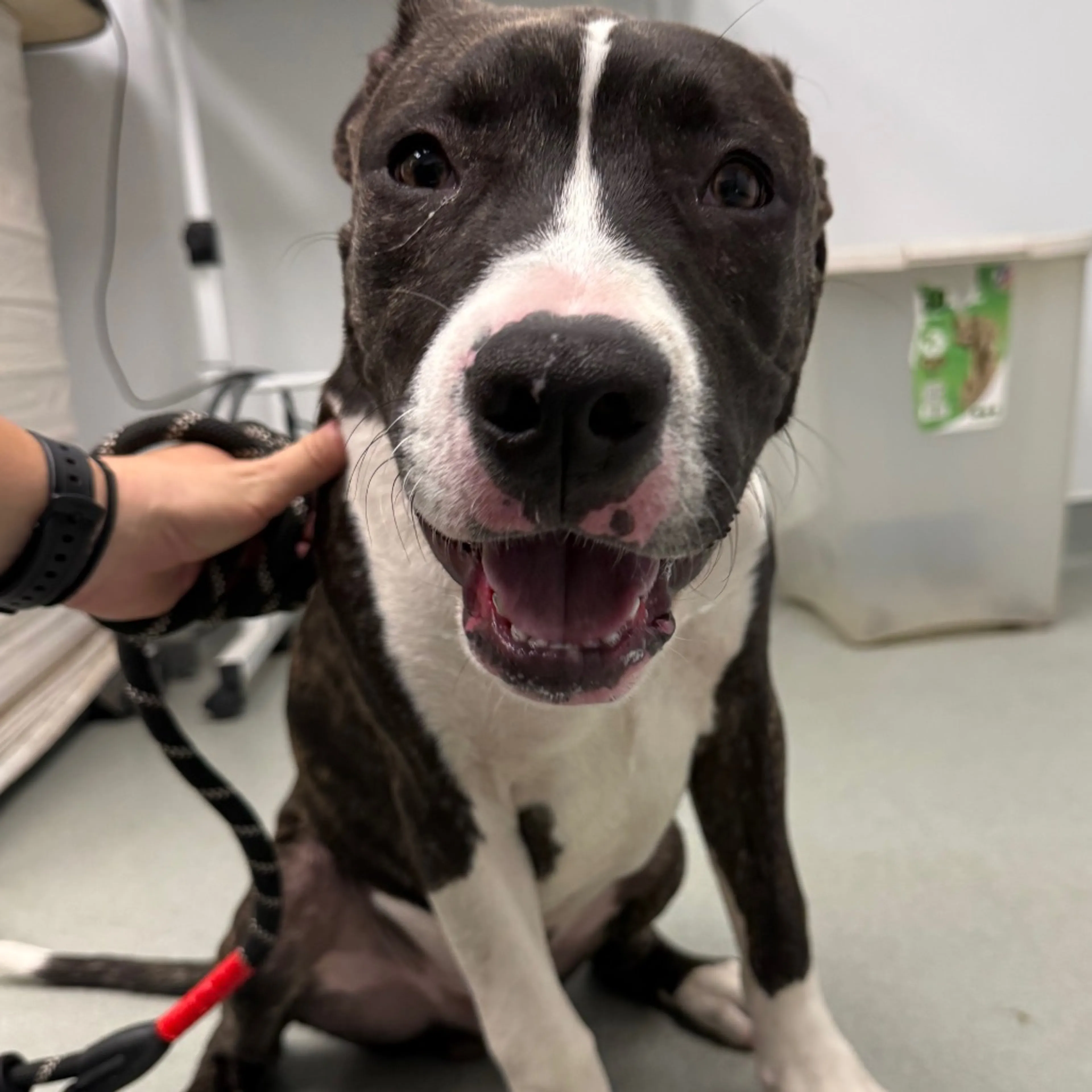 Found pet-1