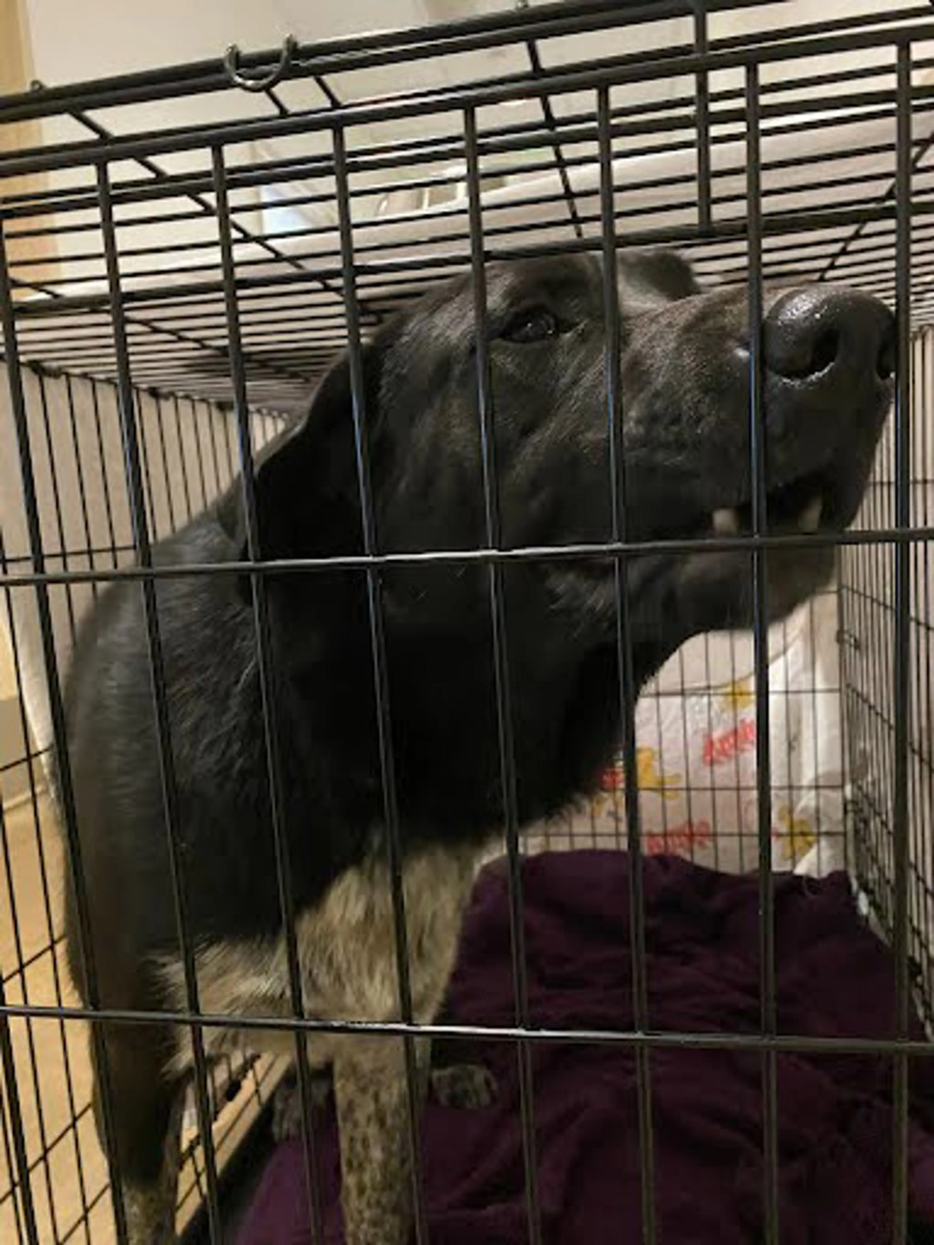 Found pet