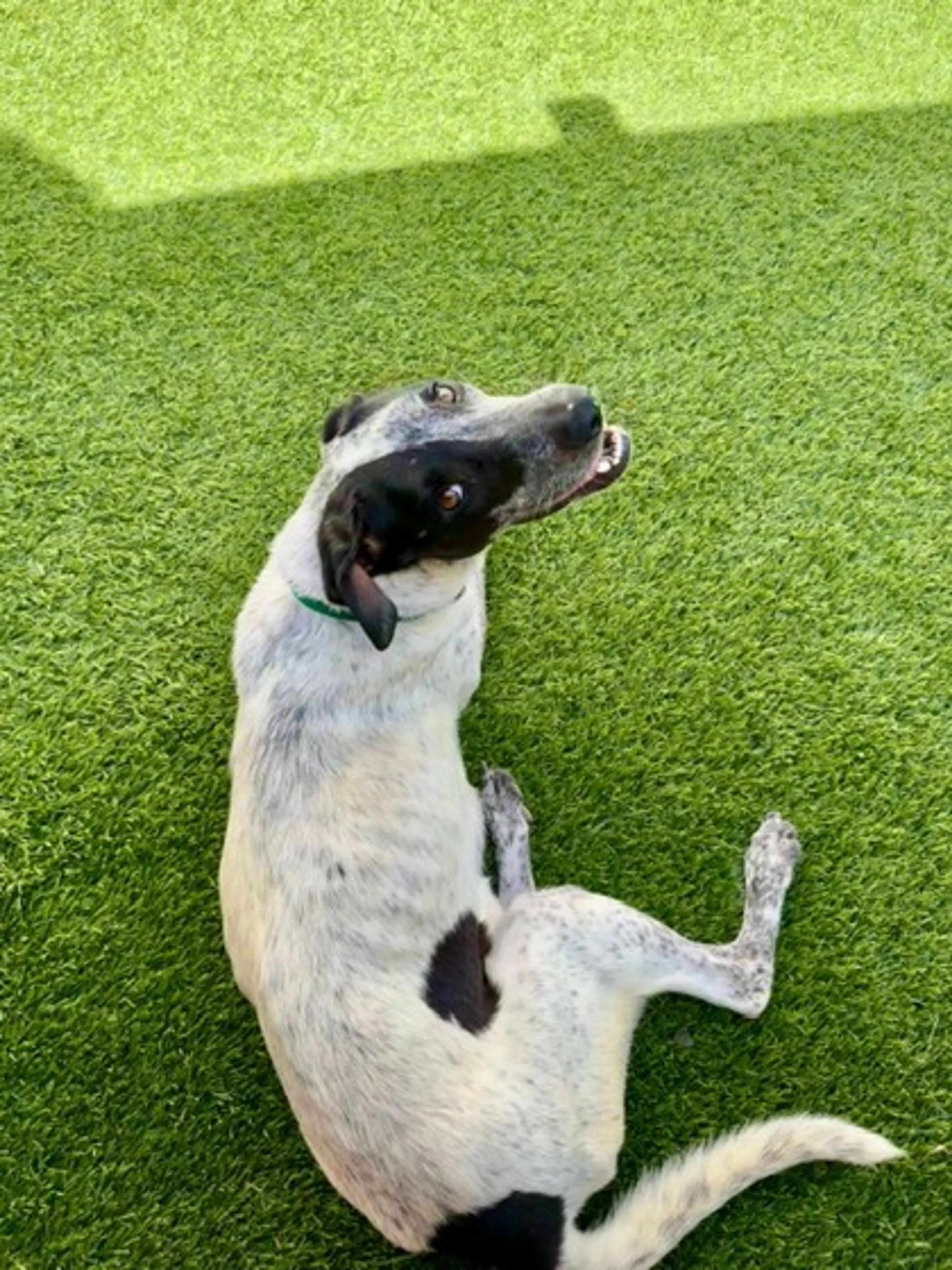 cdn image