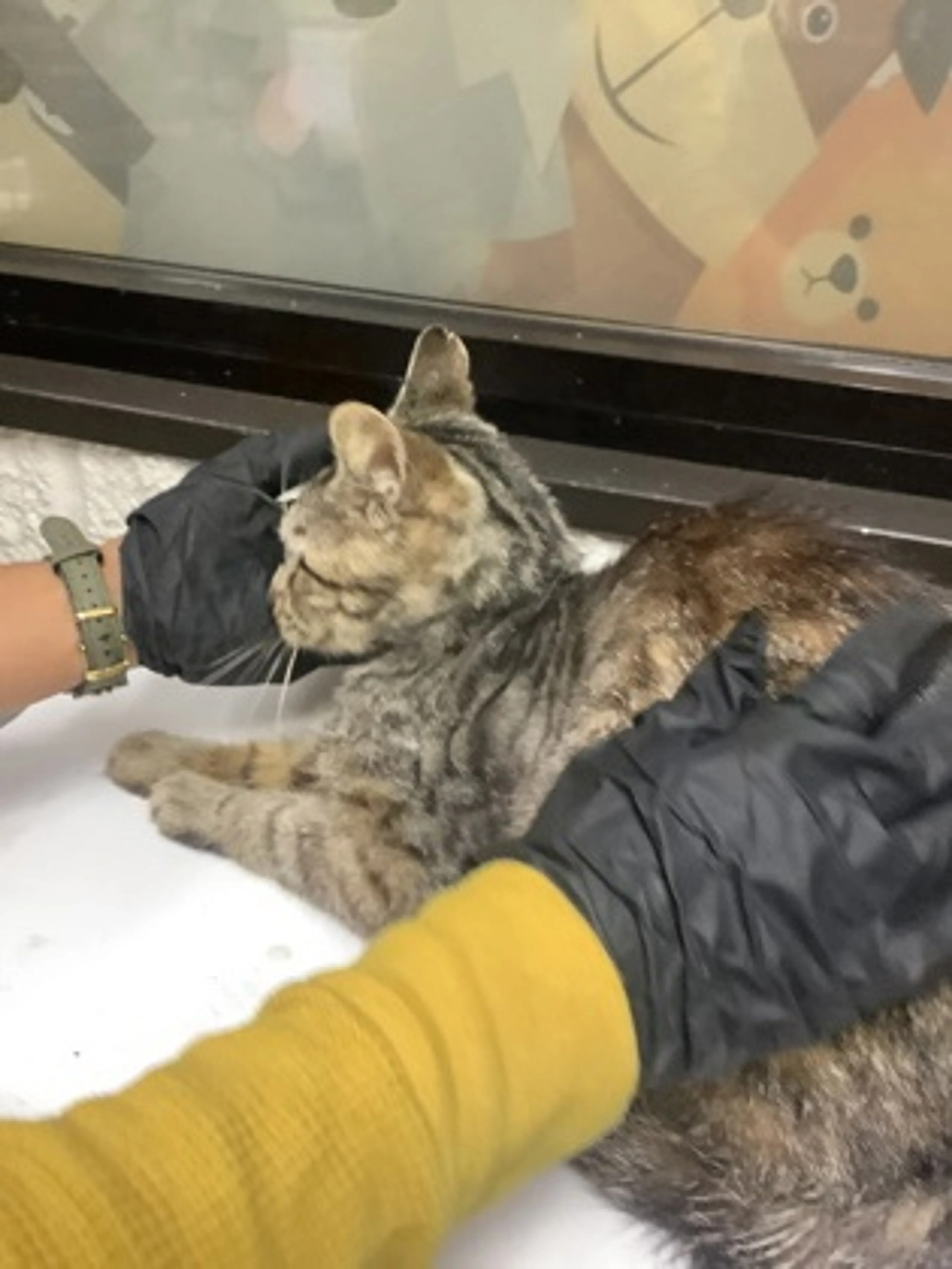 Found pet-2
