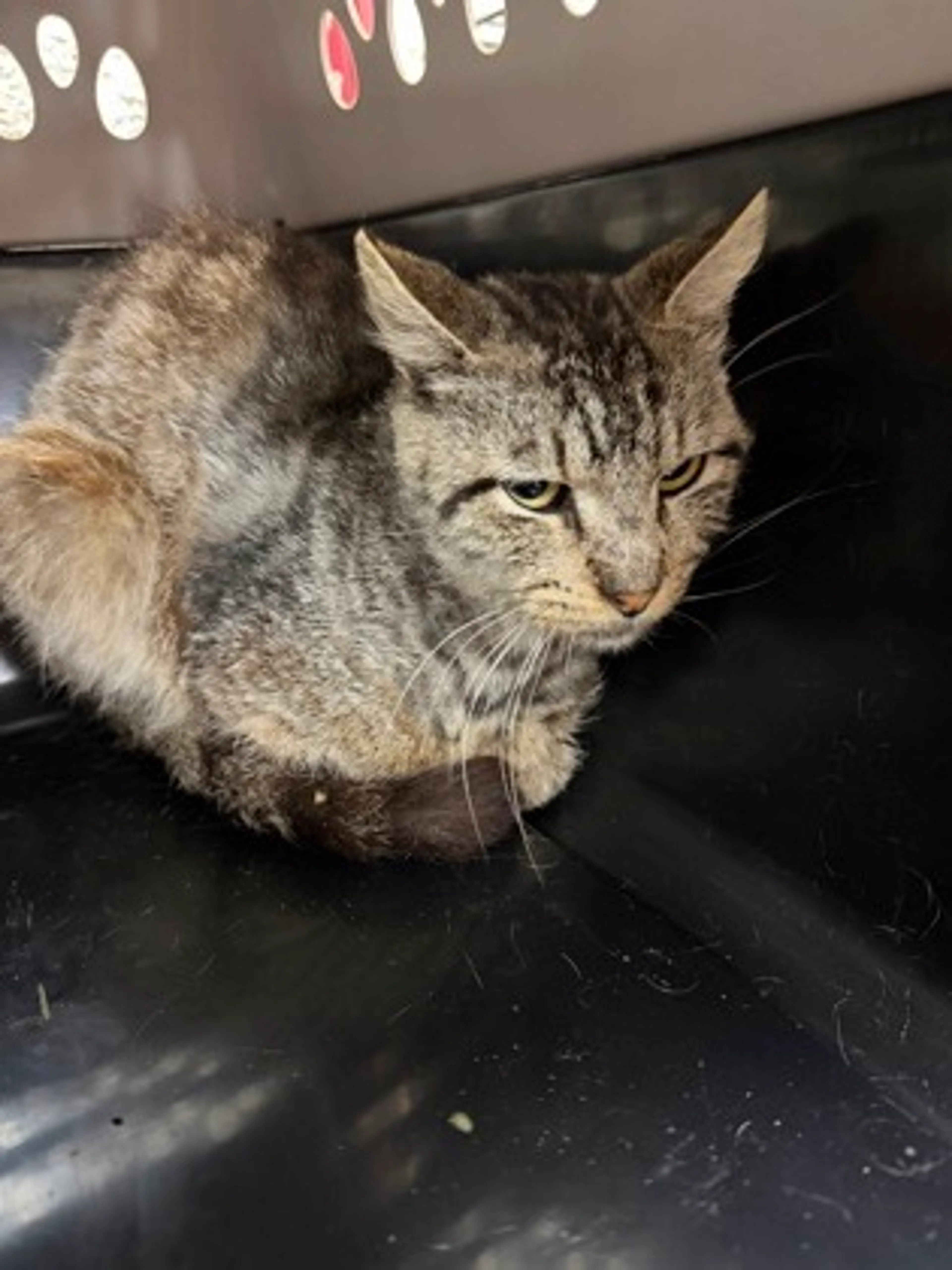 Found pet-1