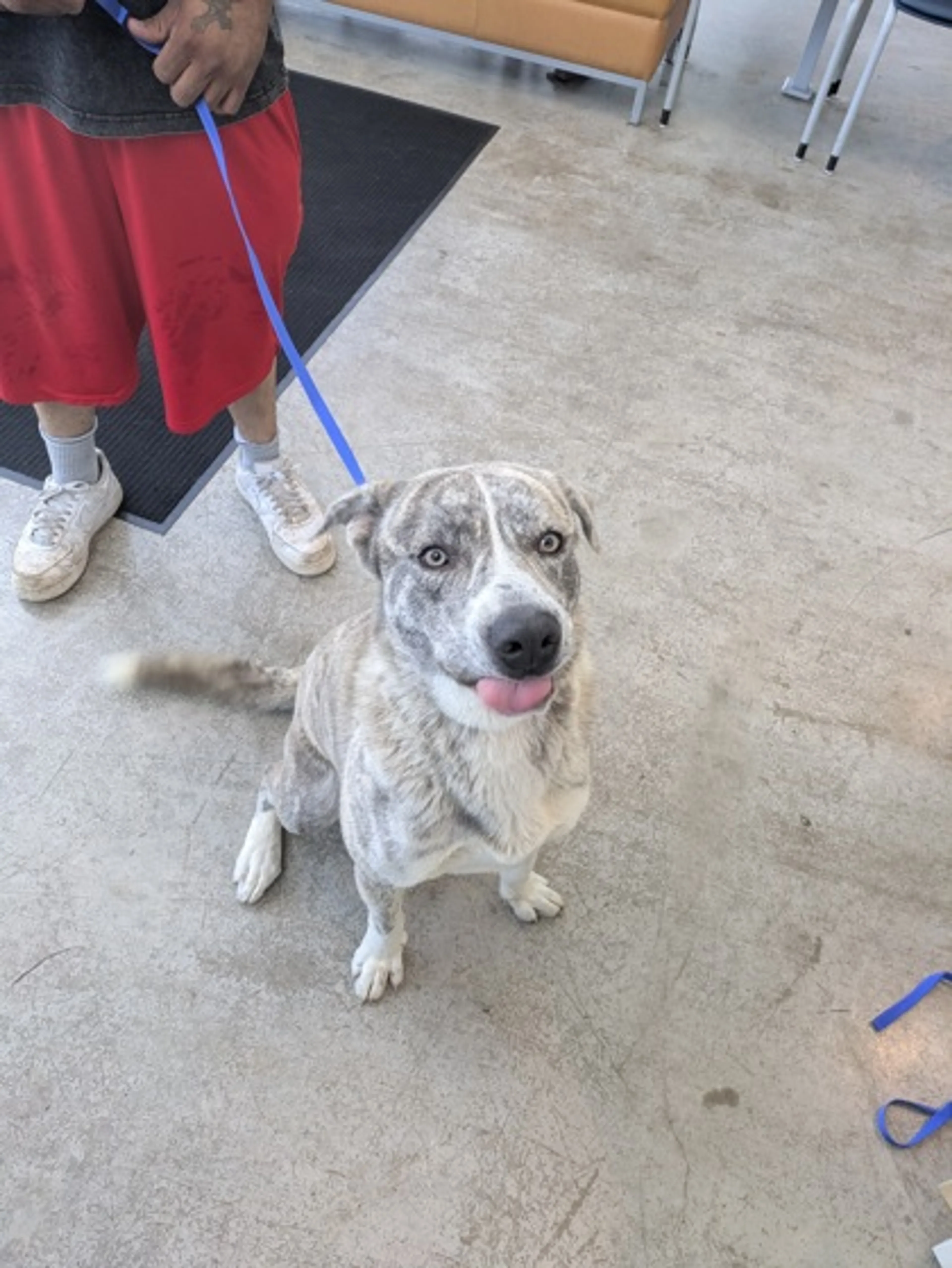 Found pet
