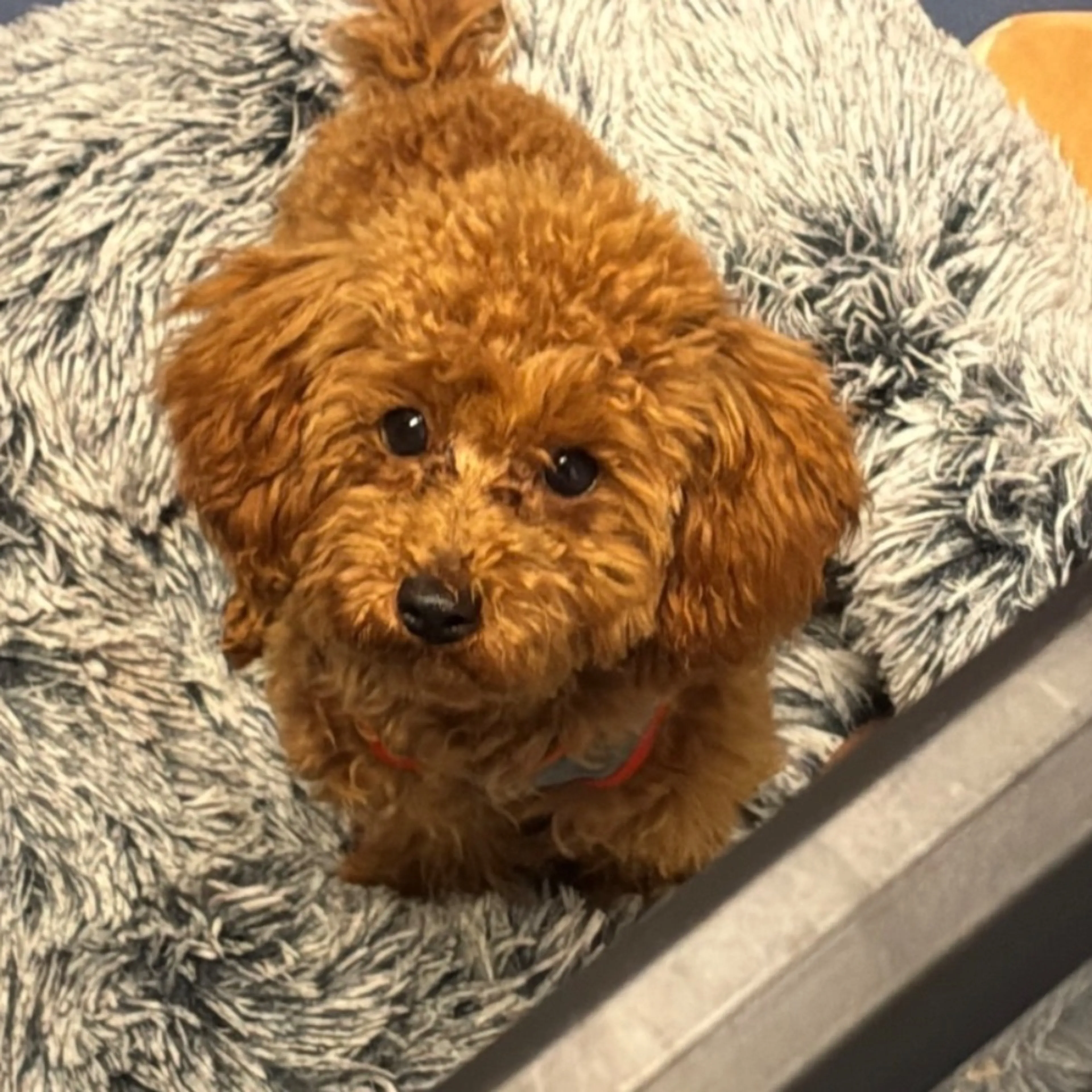 Lost pet