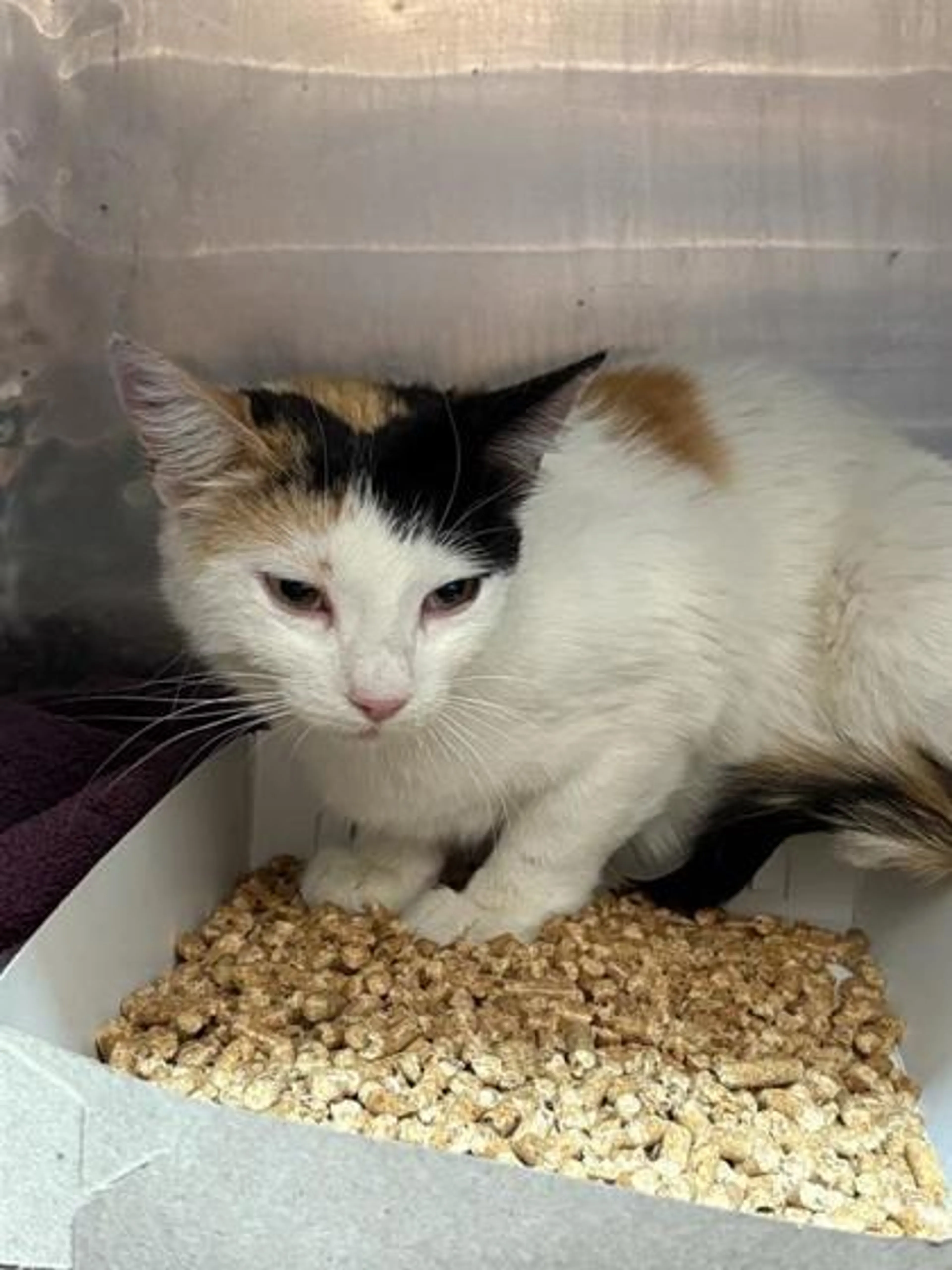 Found pet