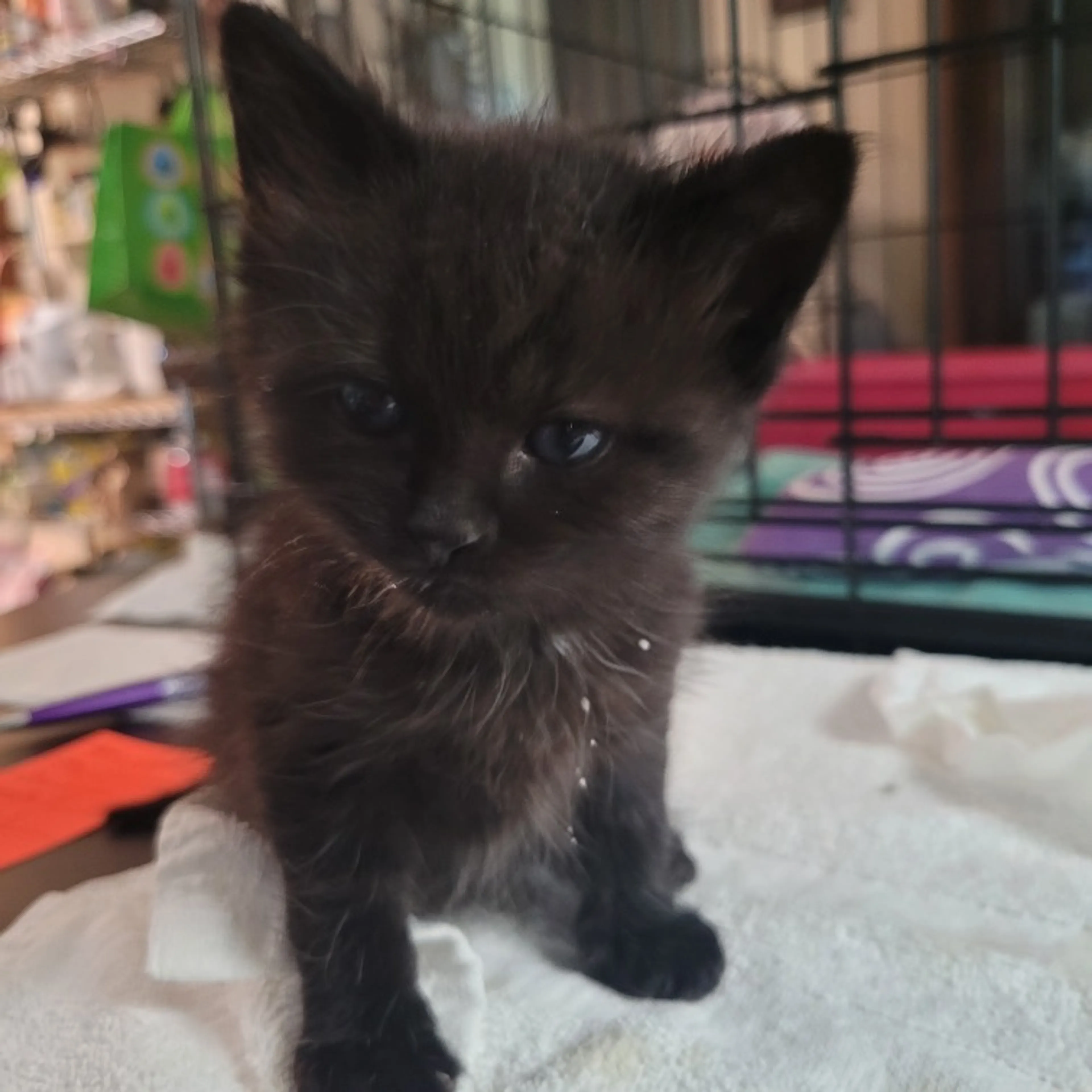 Found pet