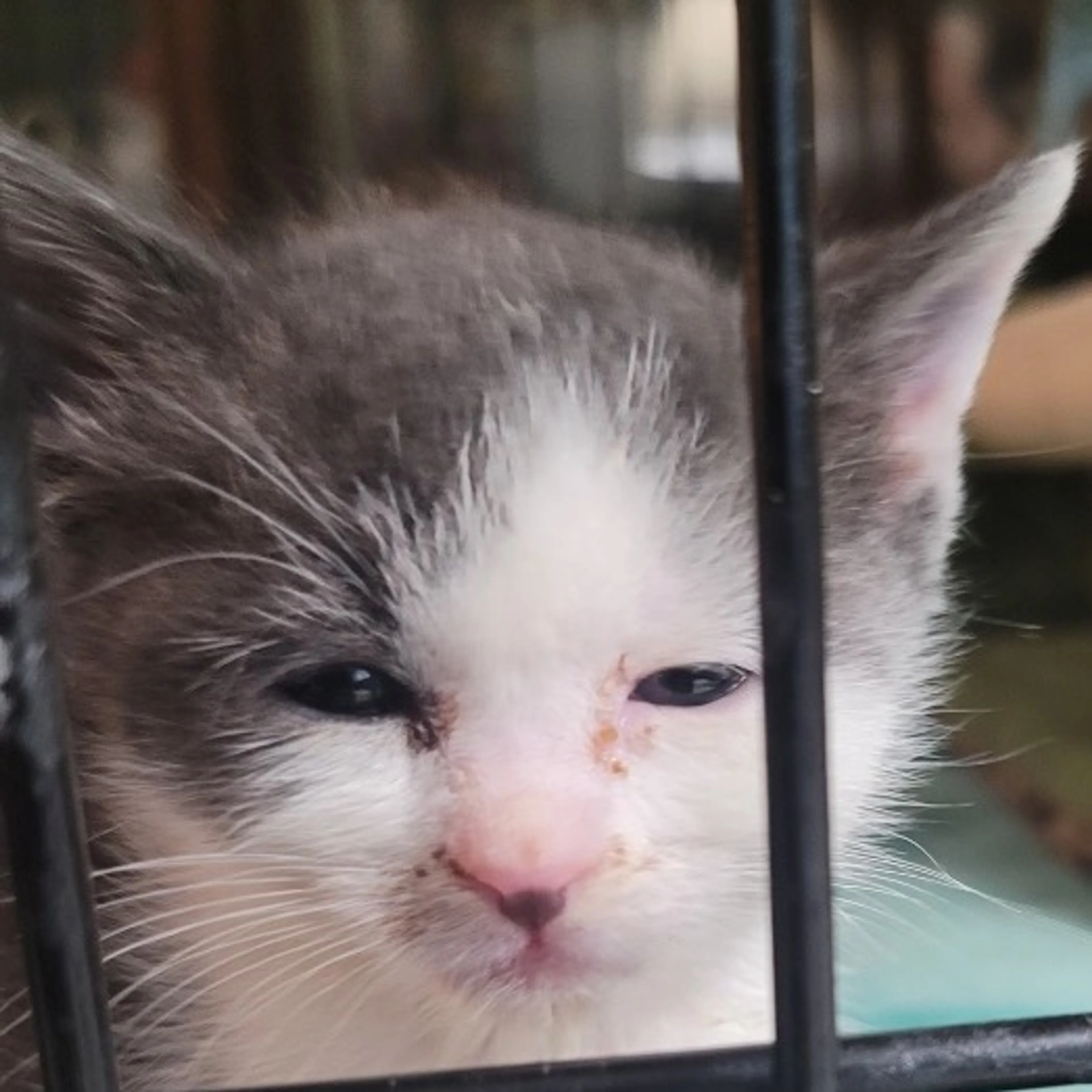 Found pet