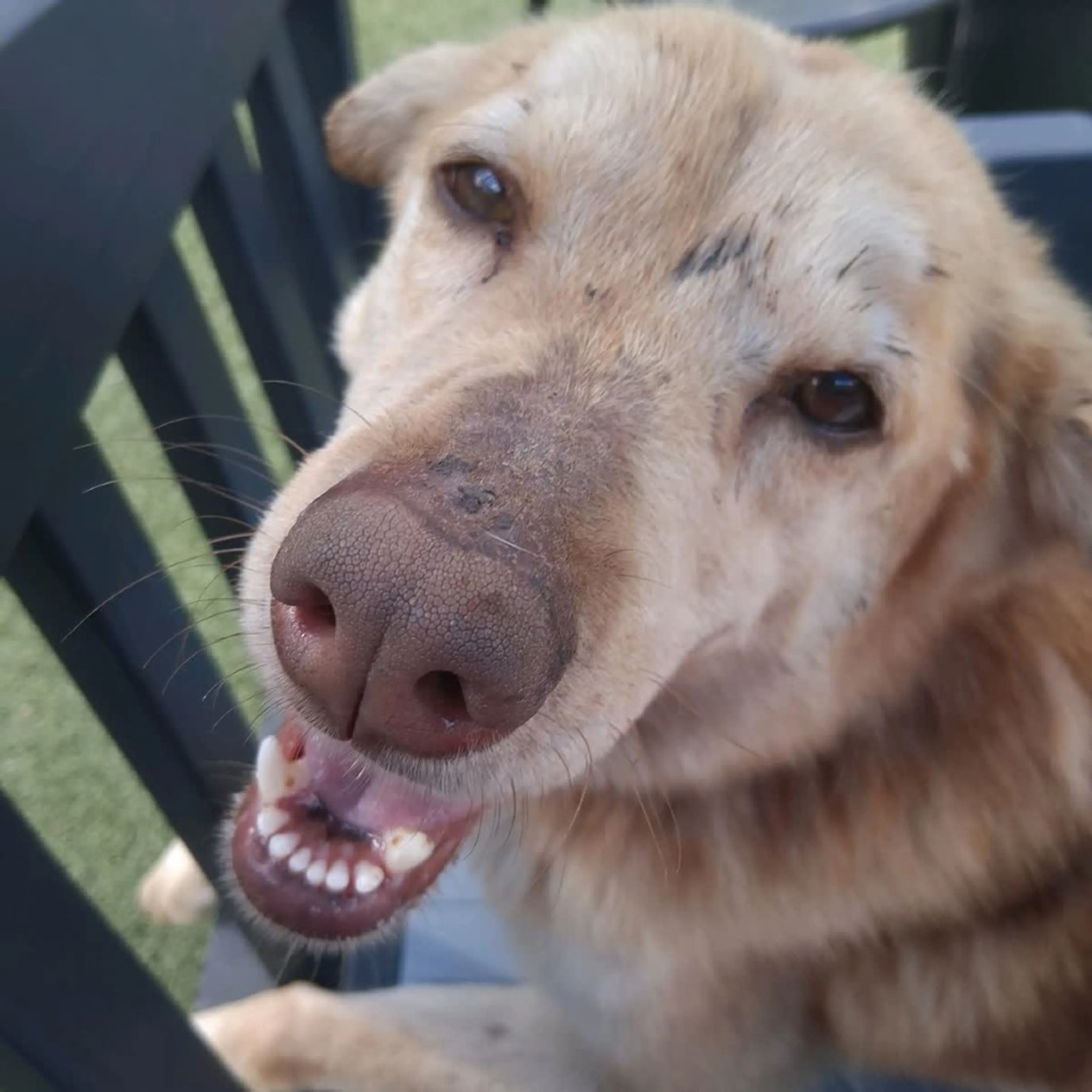 Found pet-4