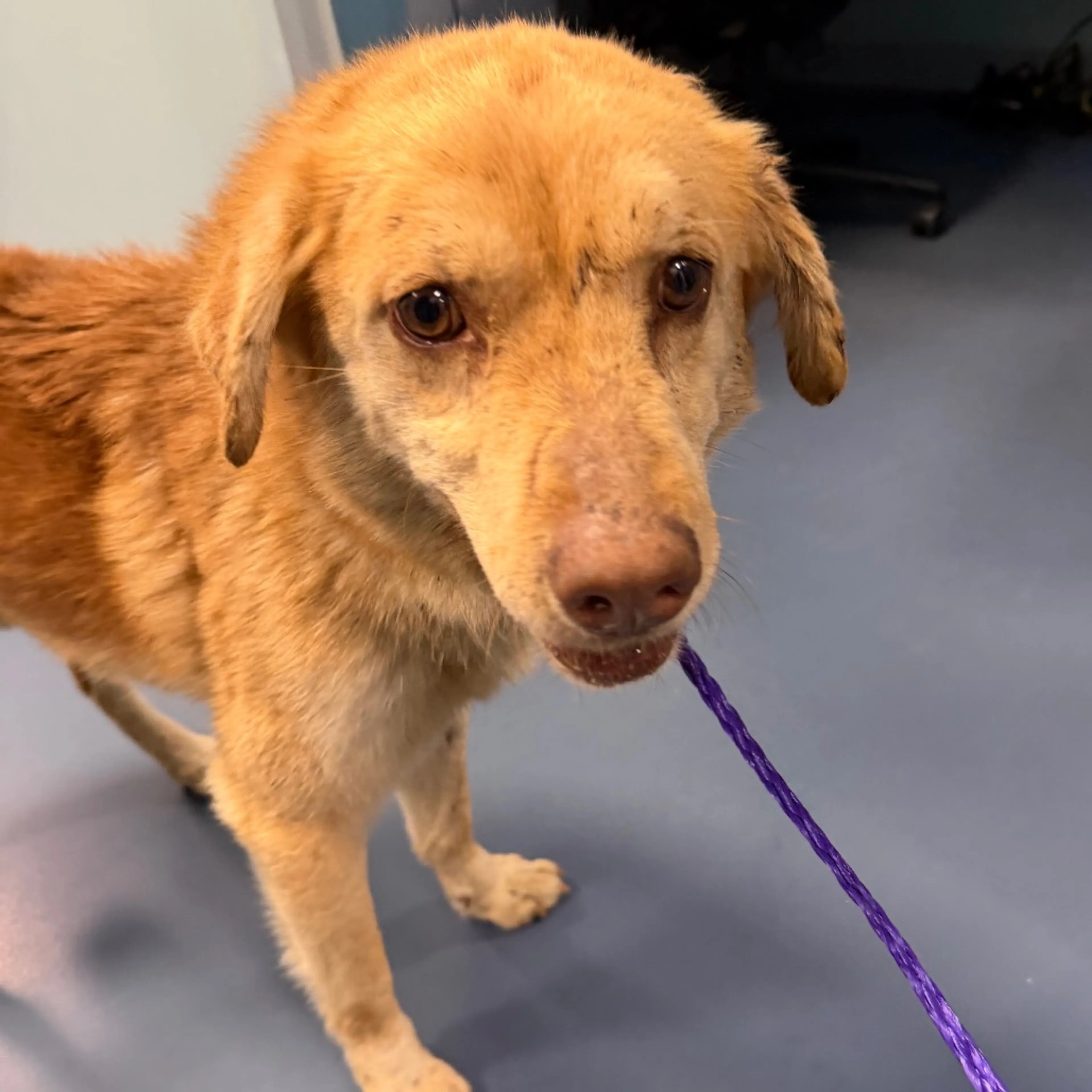 Found pet-1
