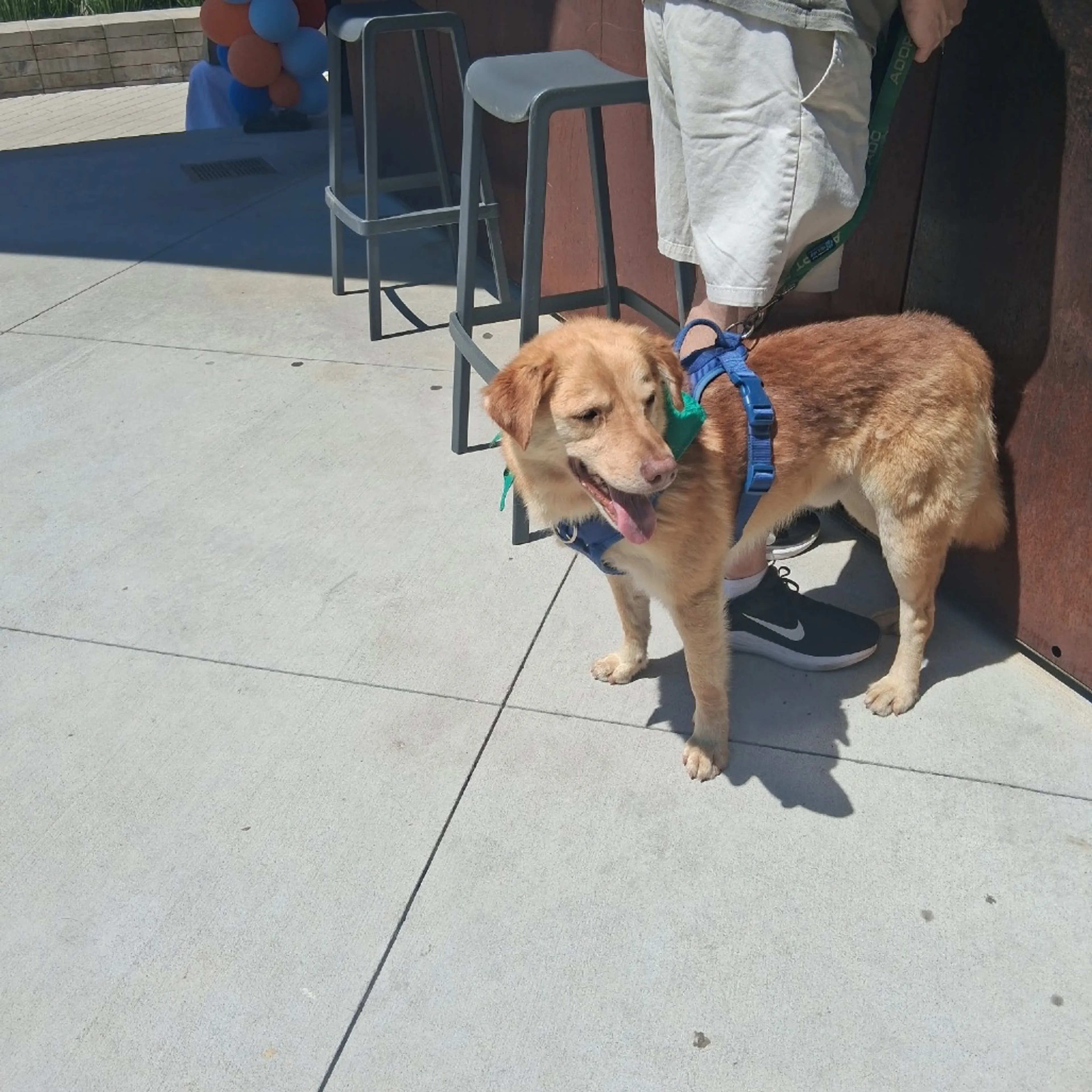 Found pet-16