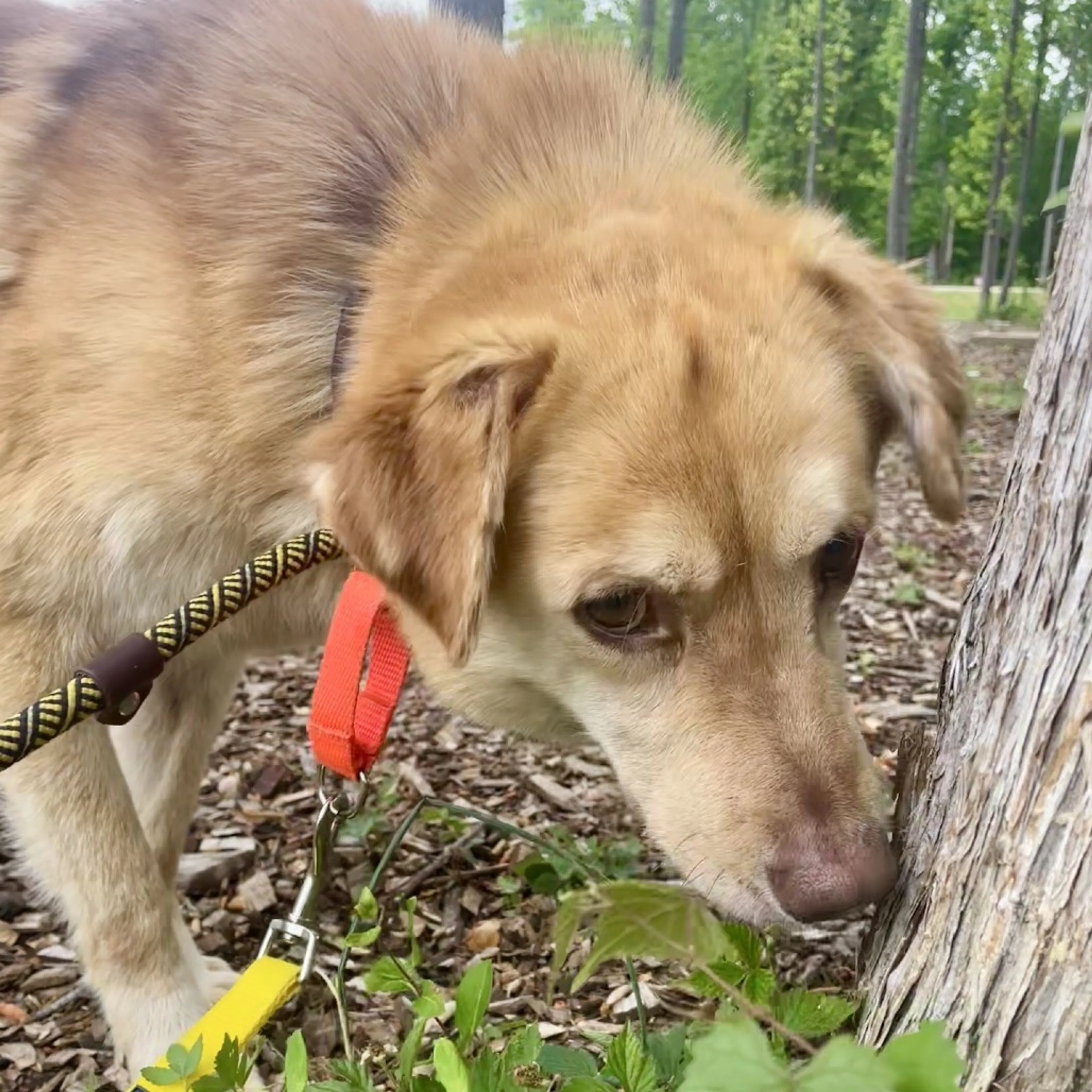 Found pet-6