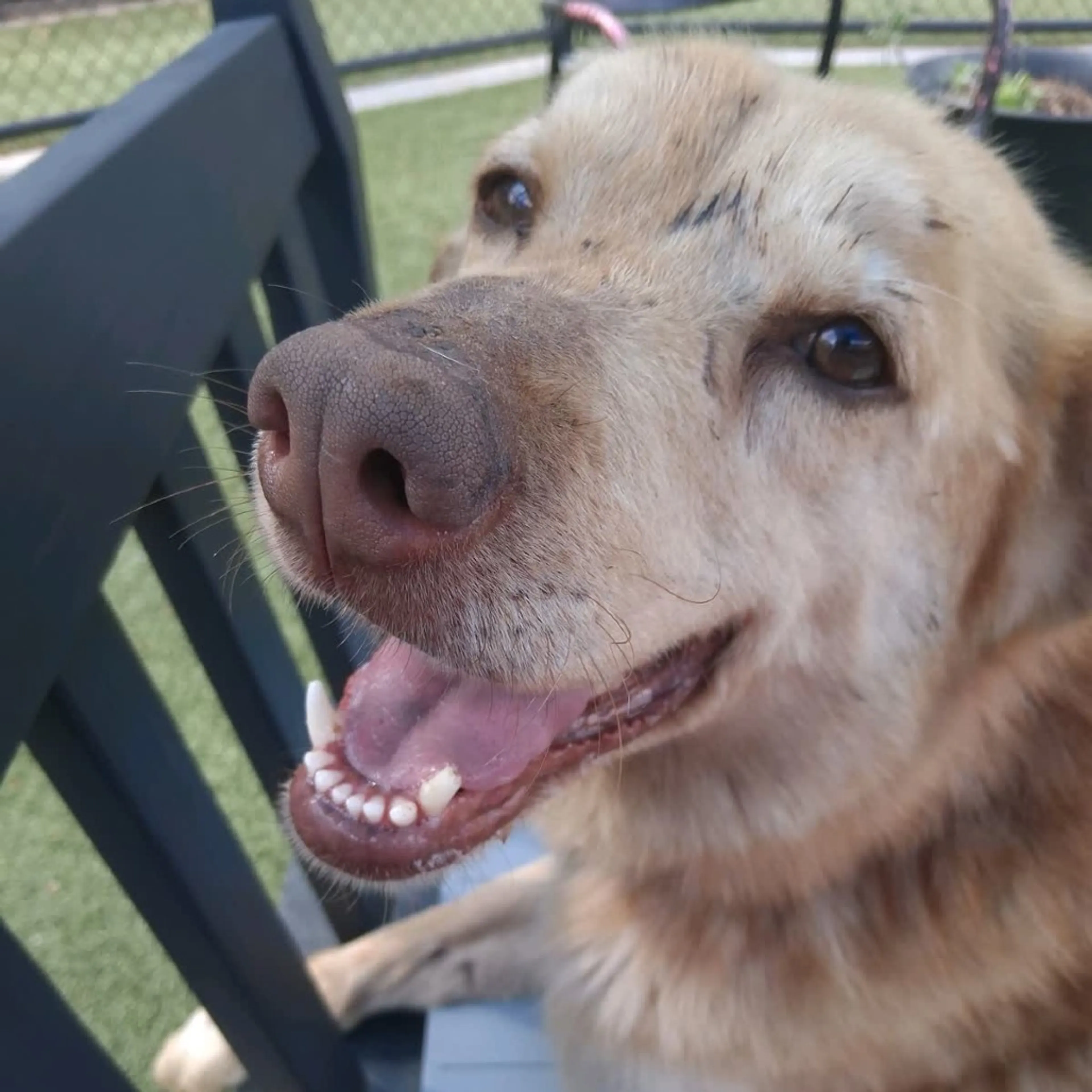 Found pet-5