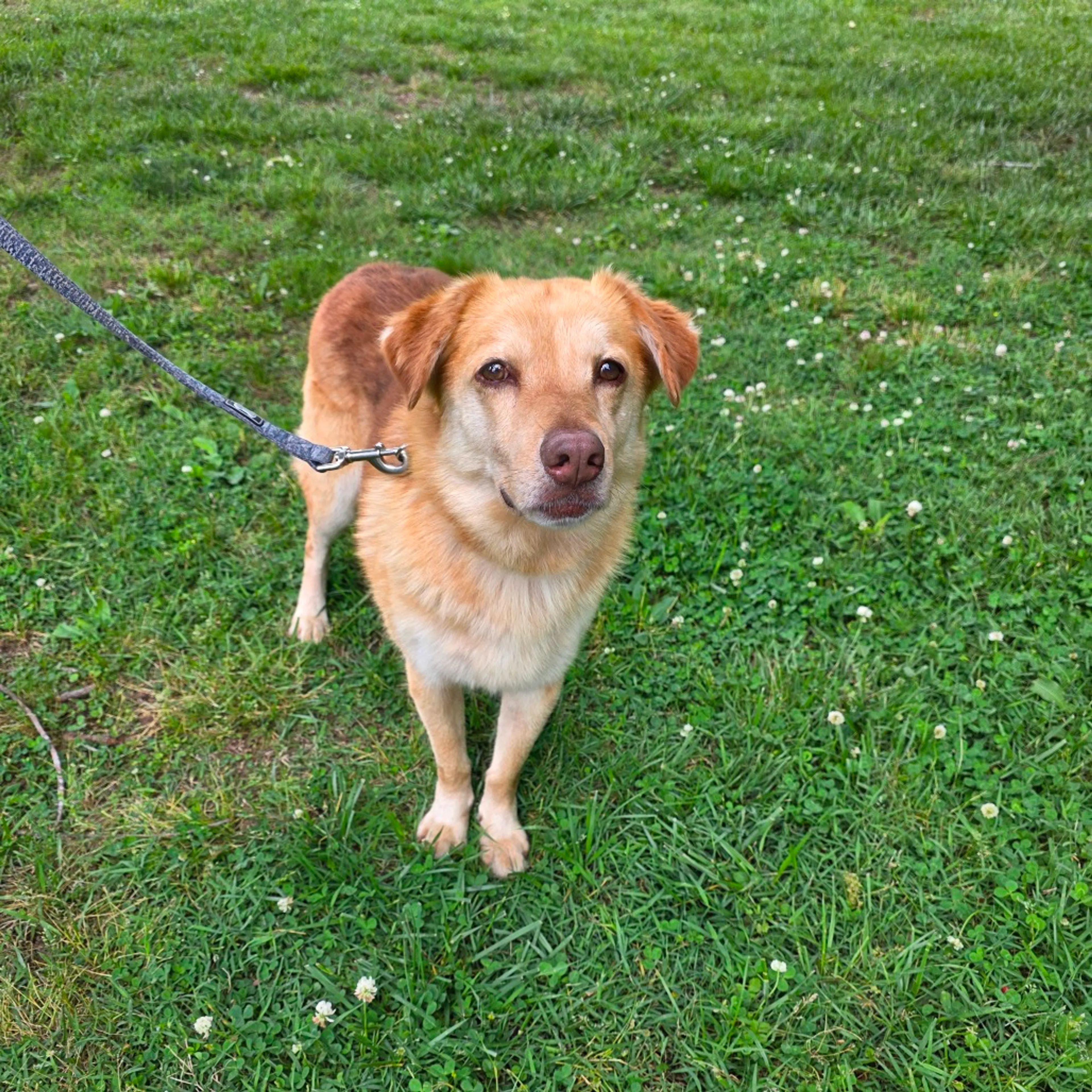 Found pet-11