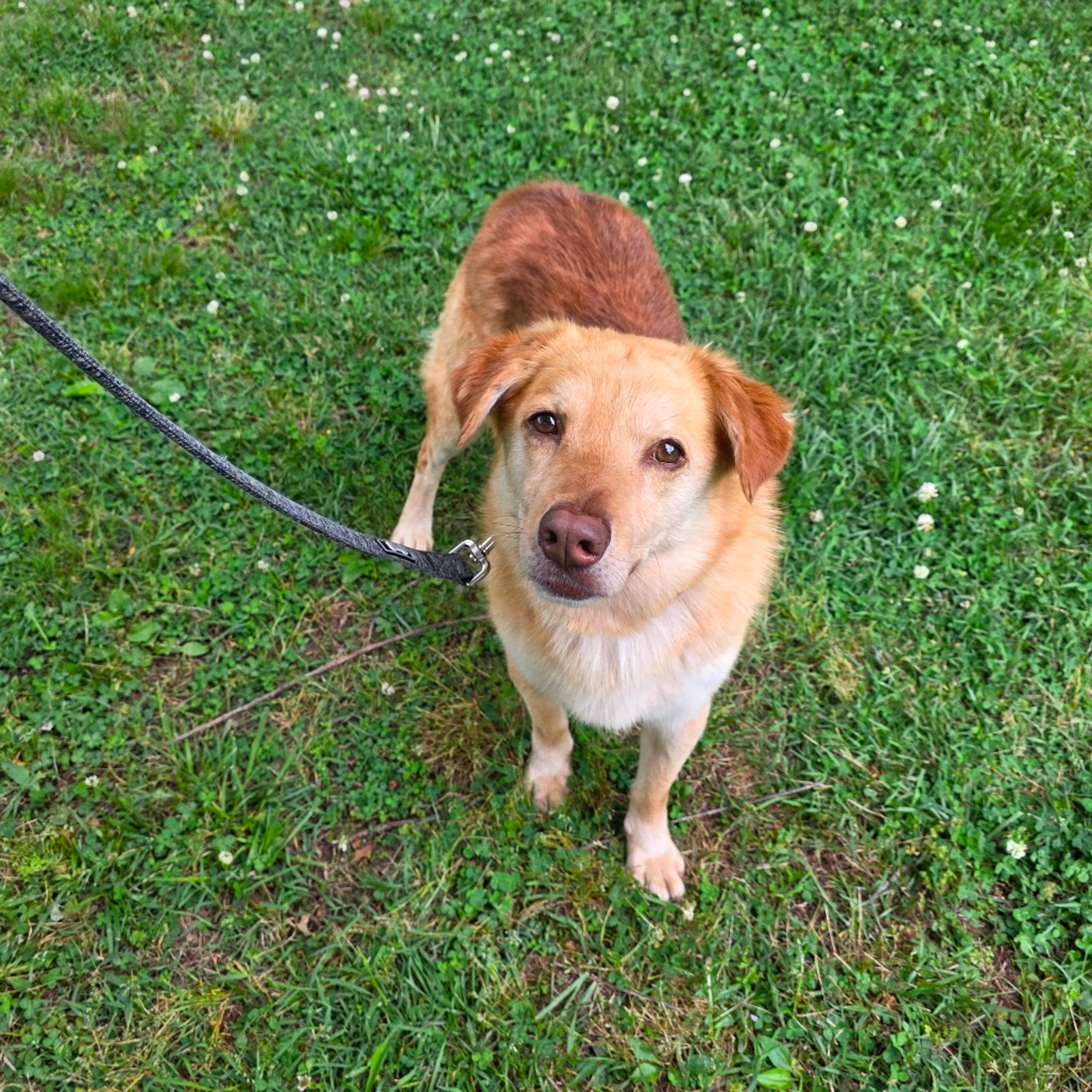 Found pet-12