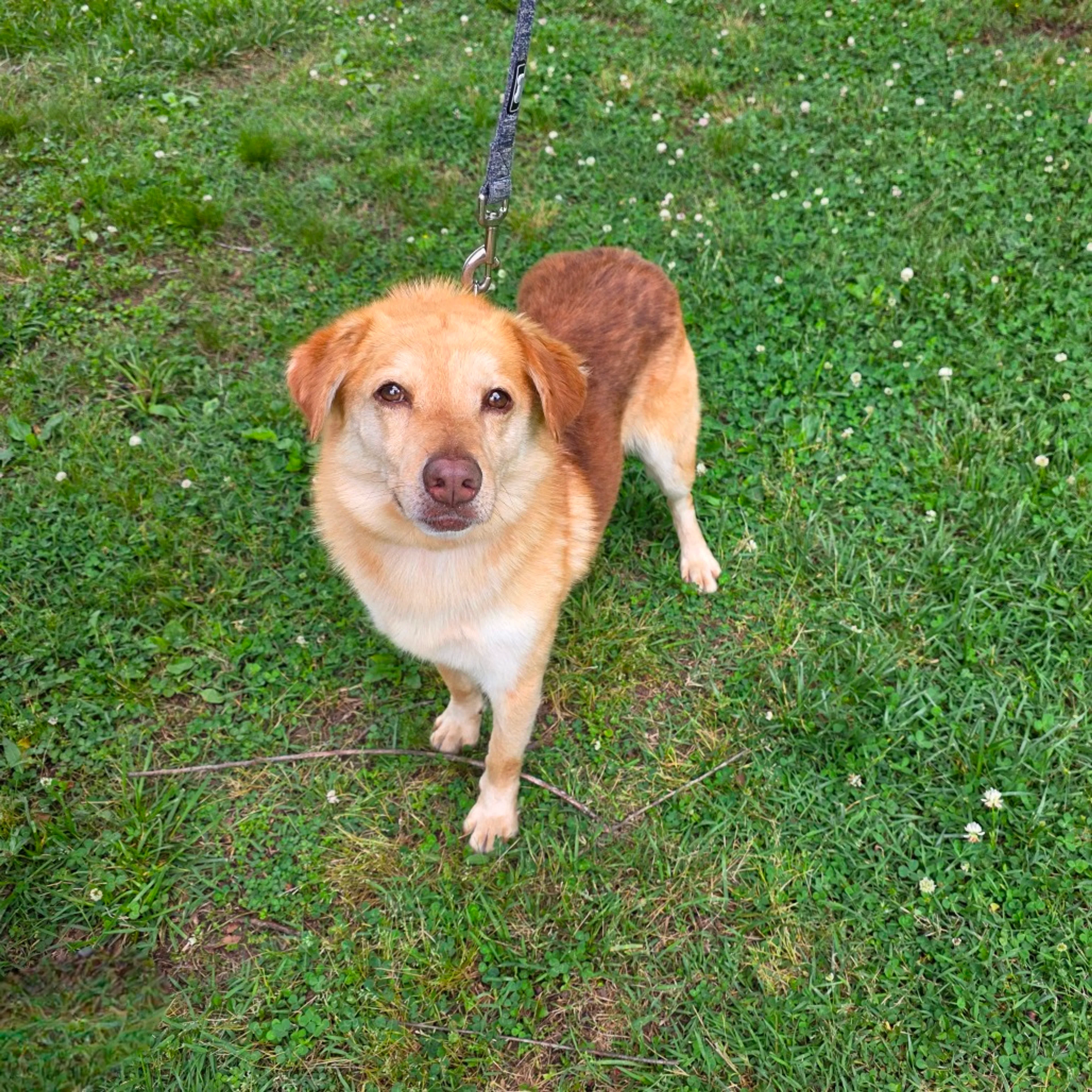 Found pet-10