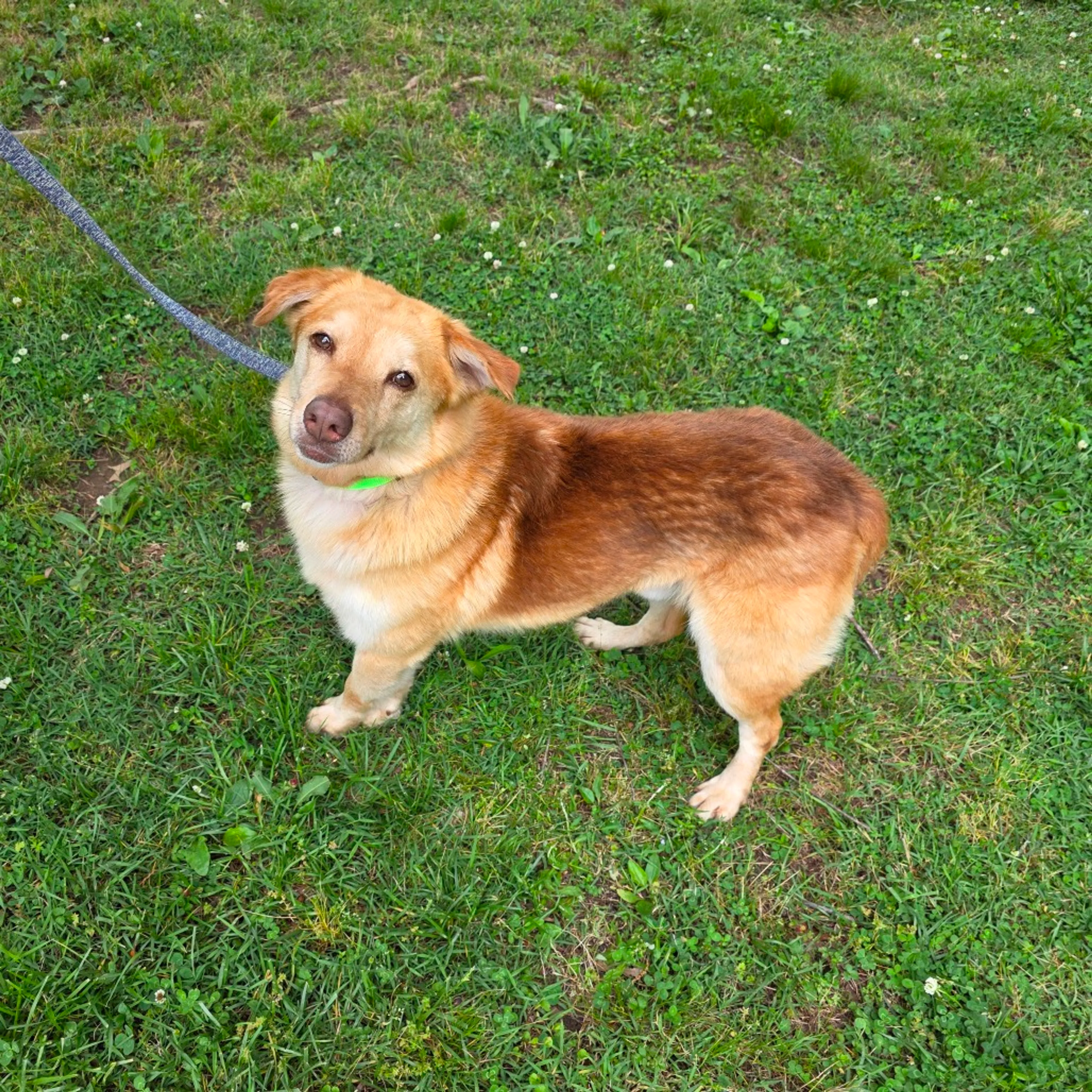 Found pet-13