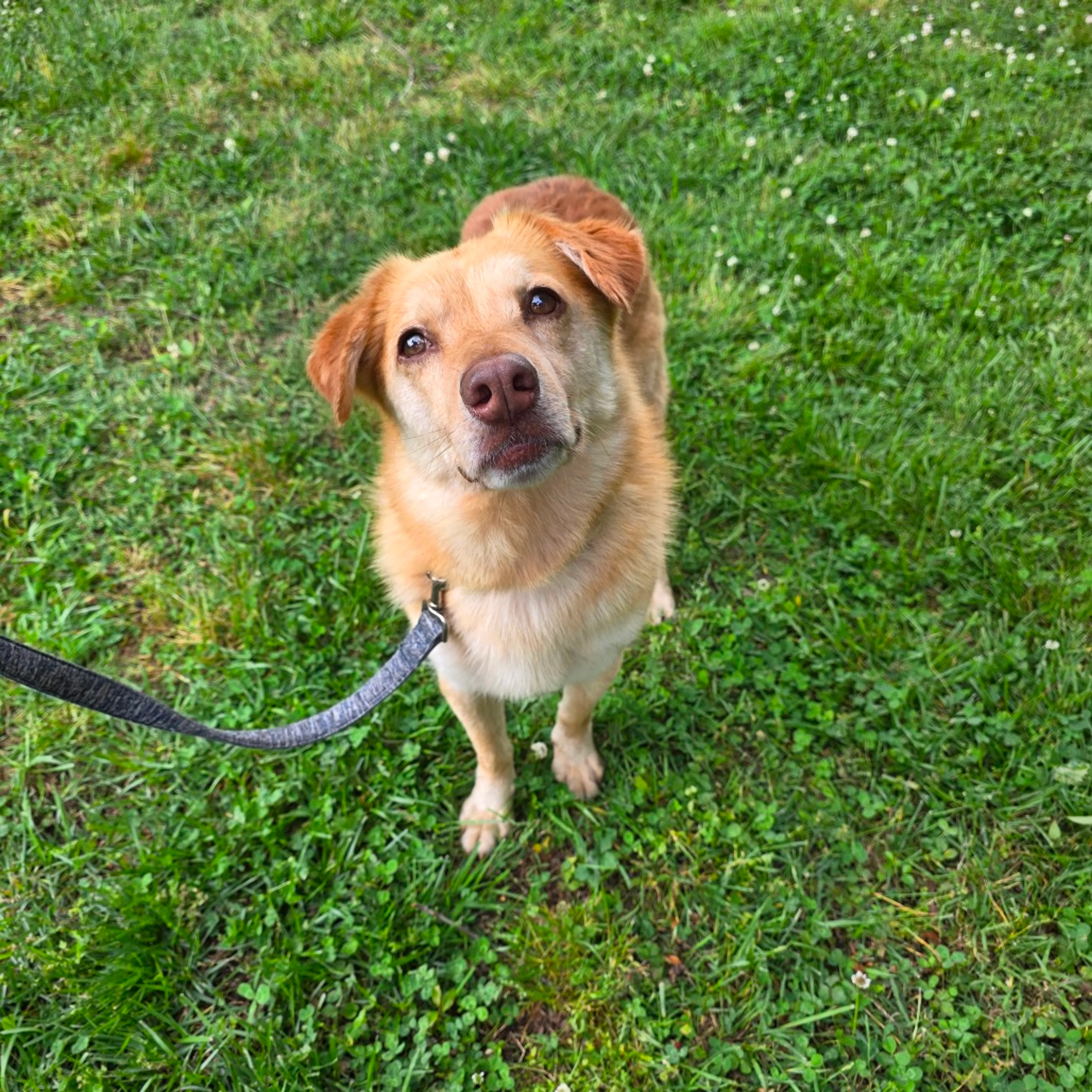 Found pet-14