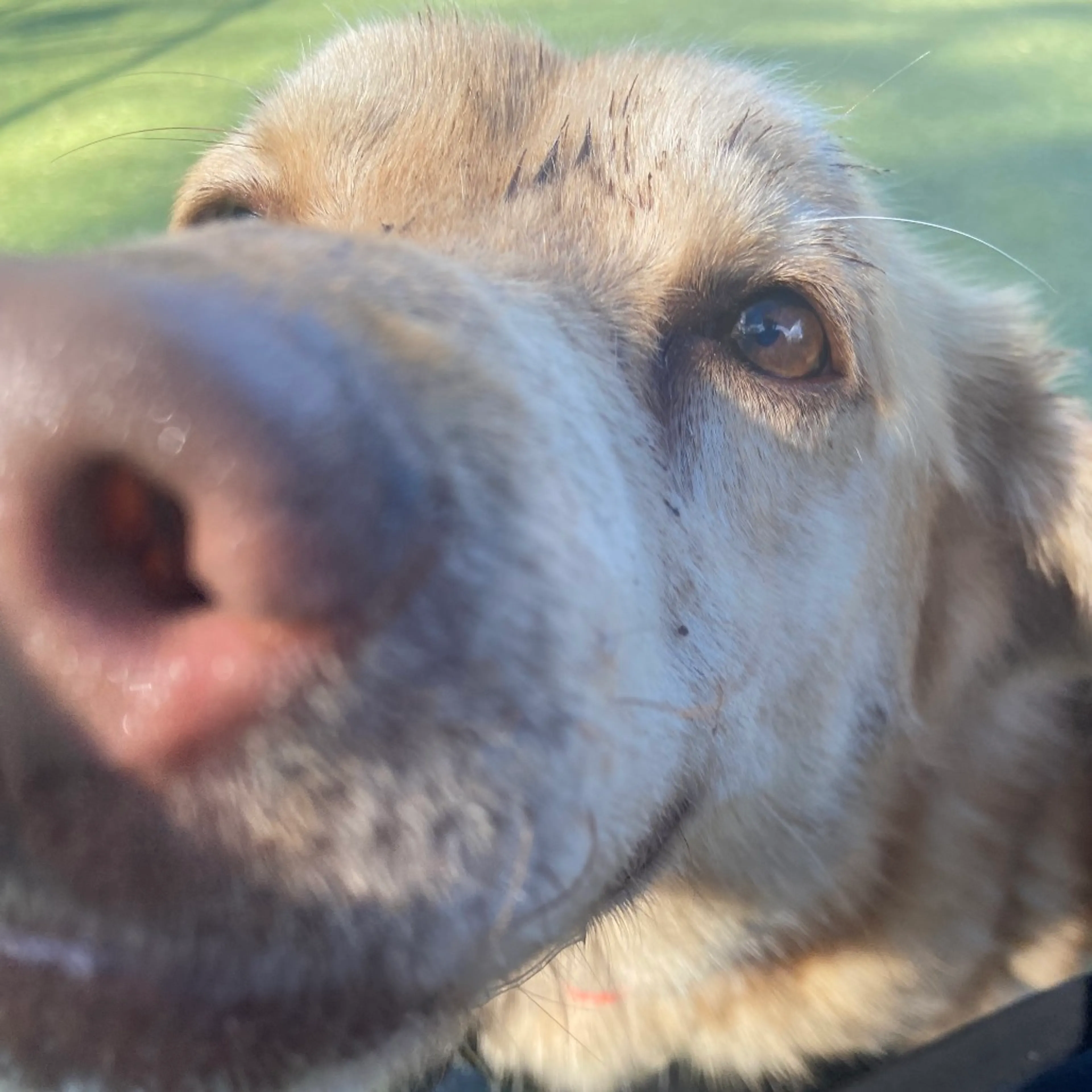 Found pet-2