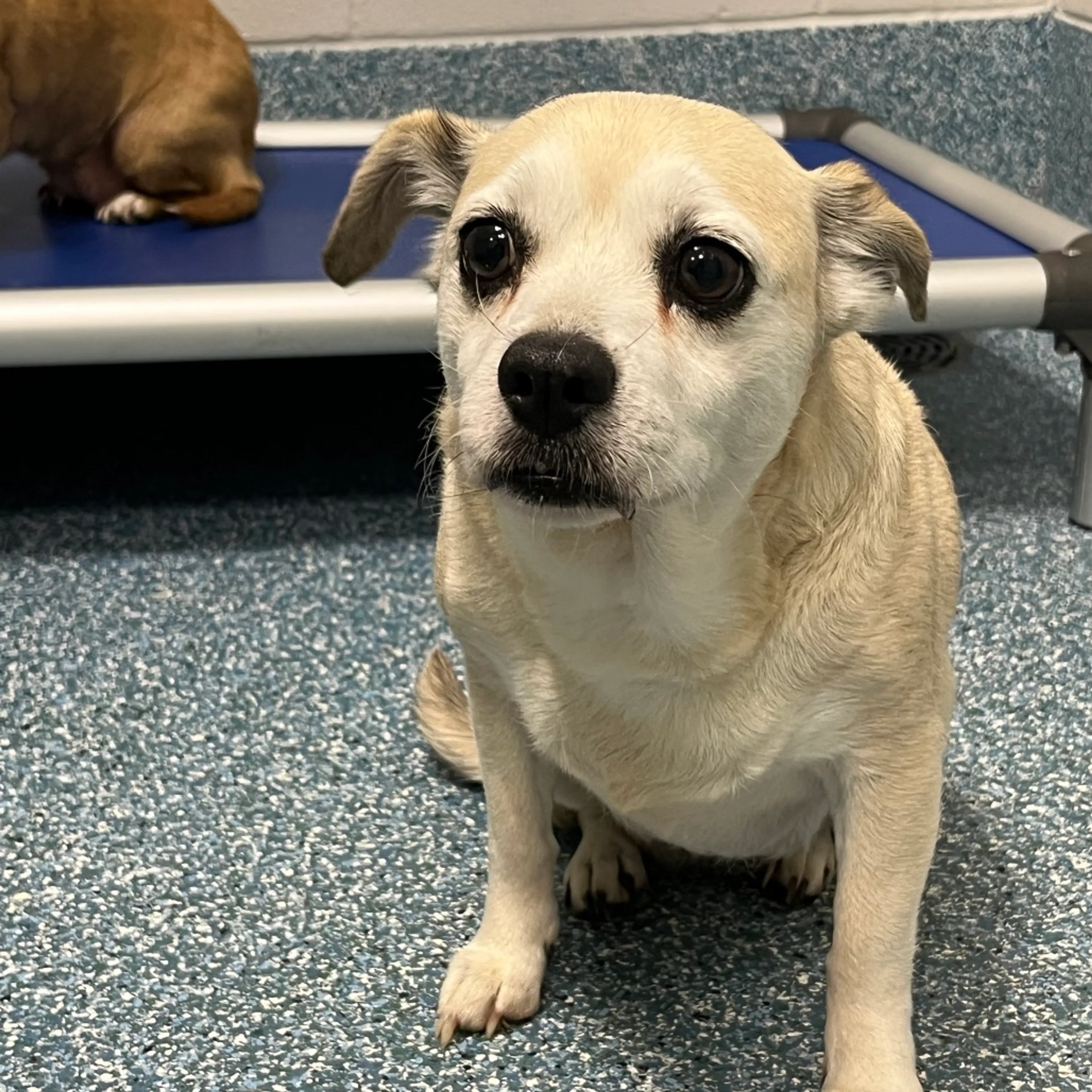 Found pet-2