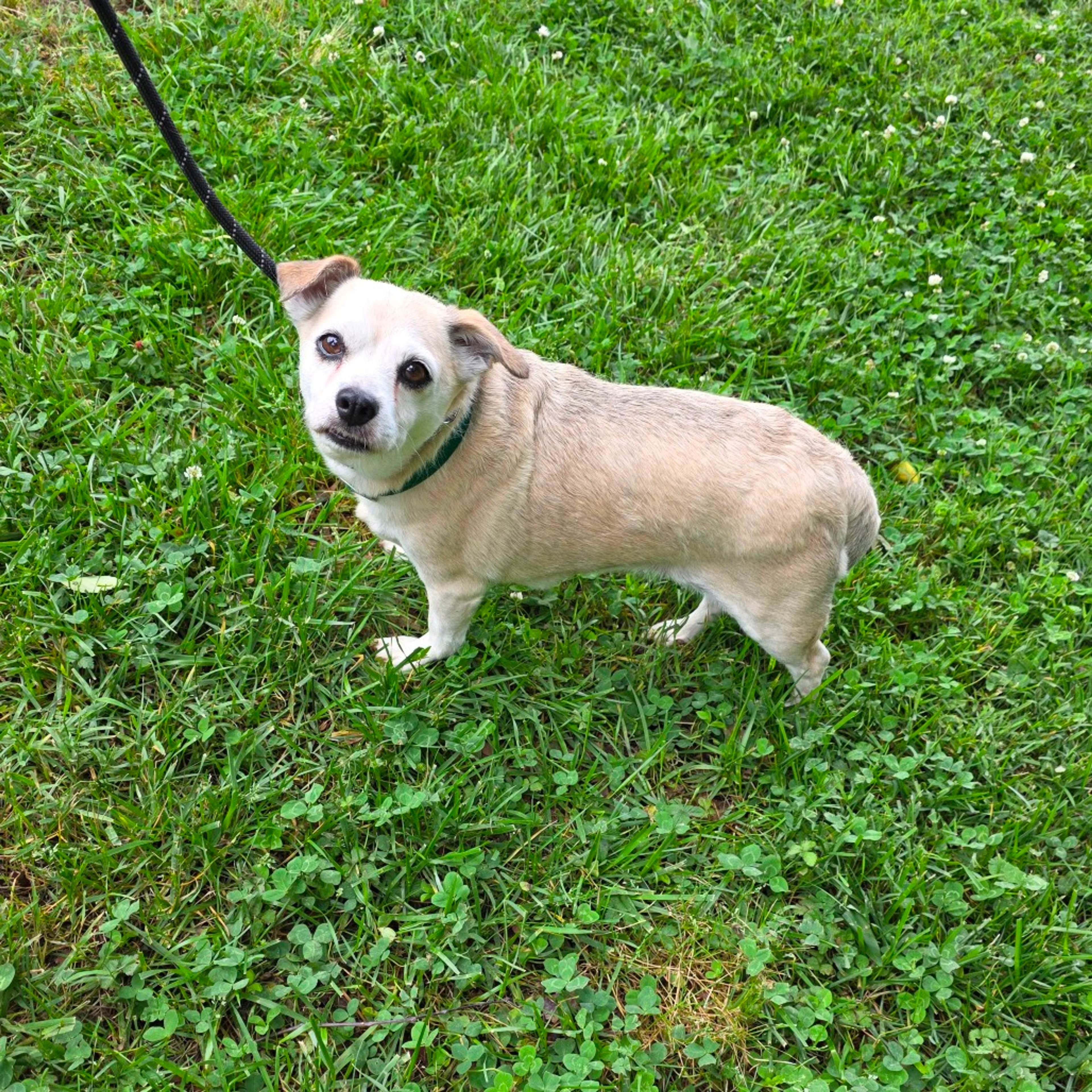Found pet-8