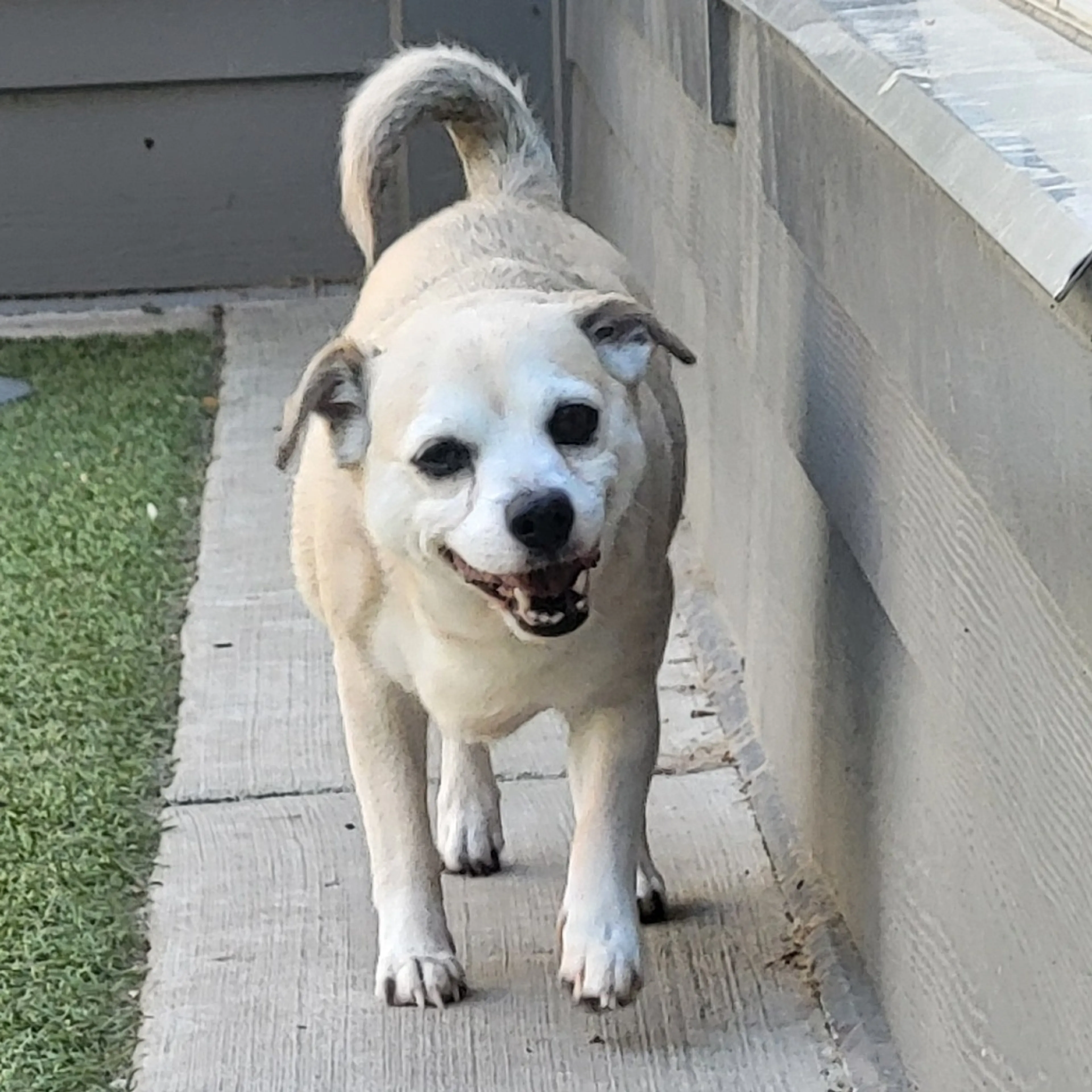 Found pet-4