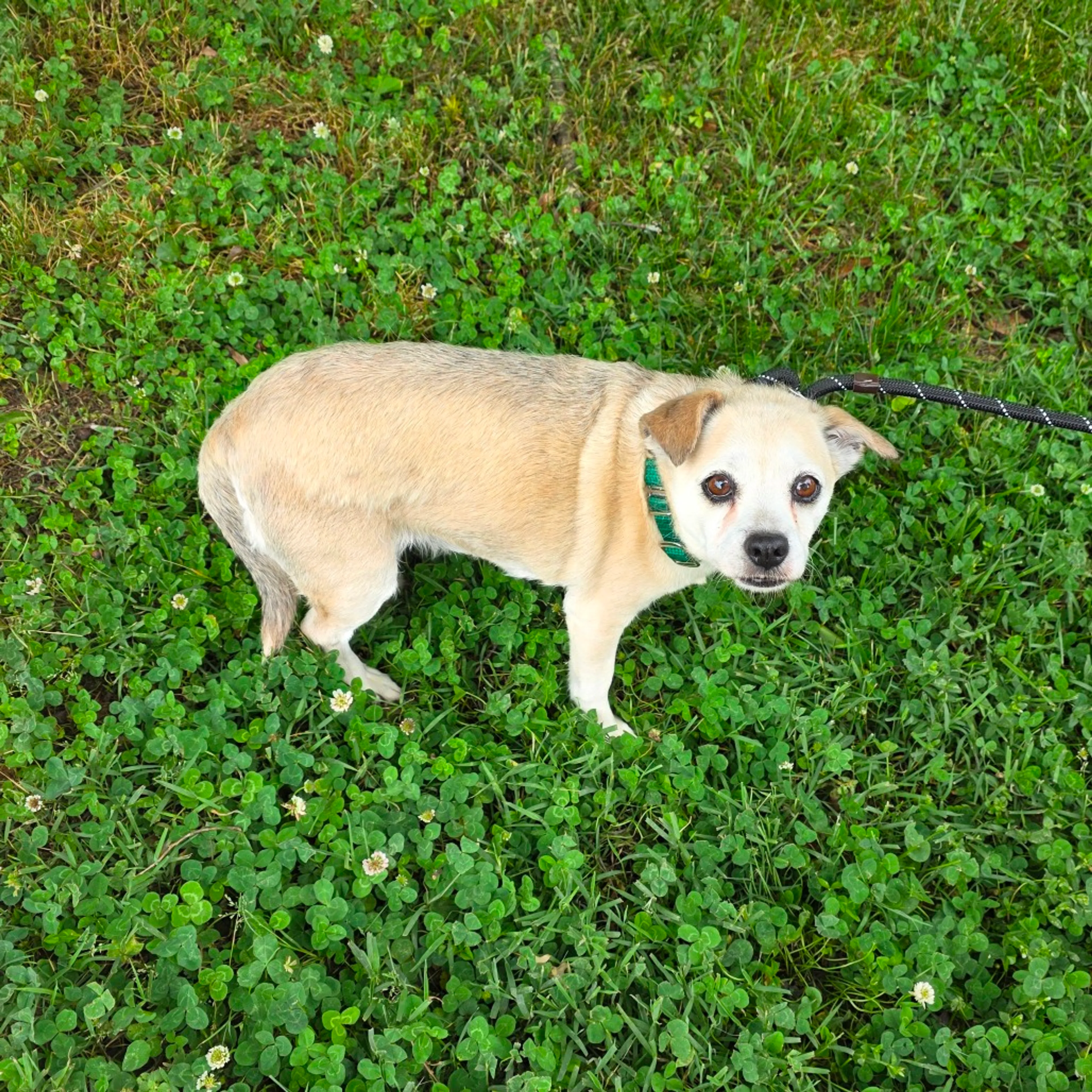 Found pet-10