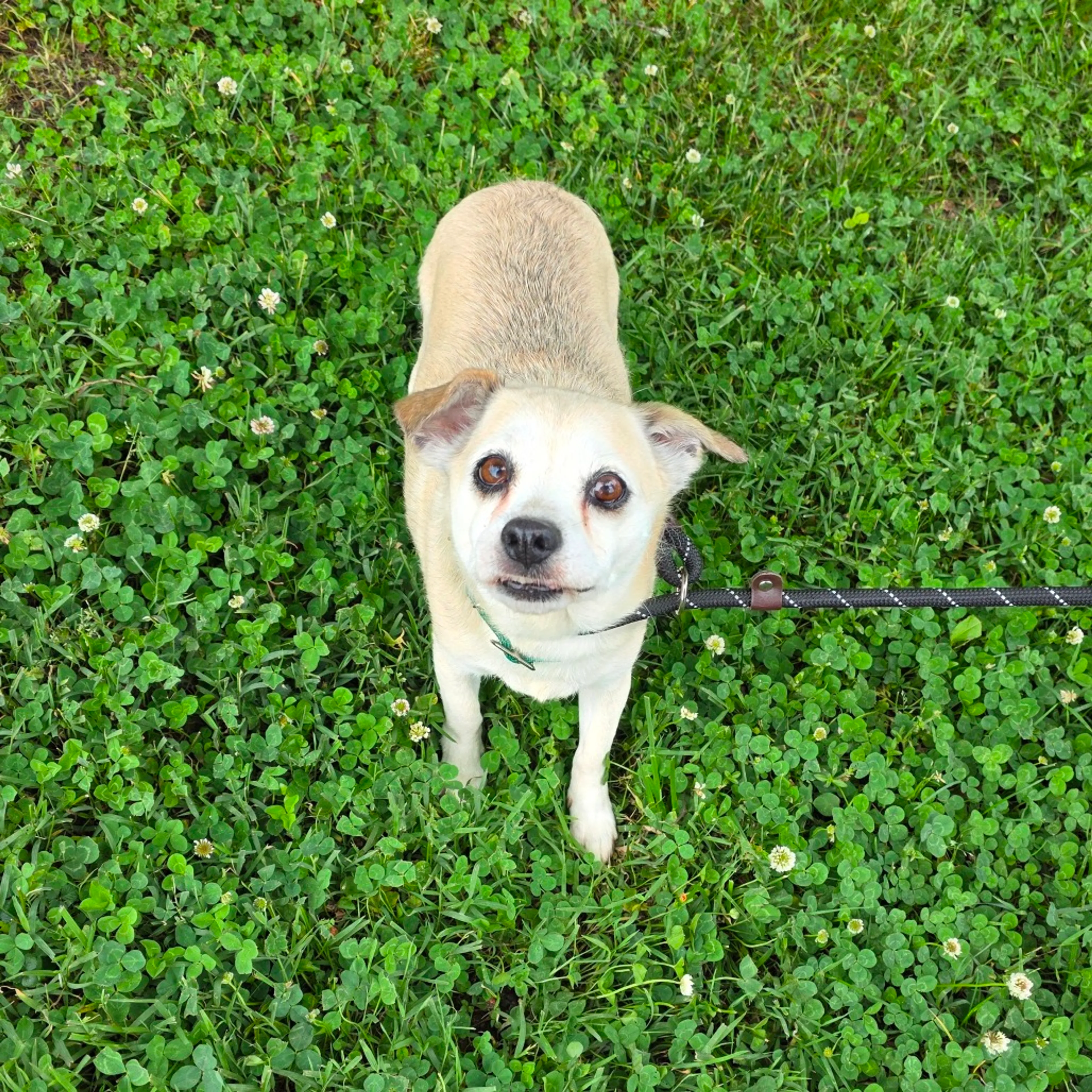 Found pet-11