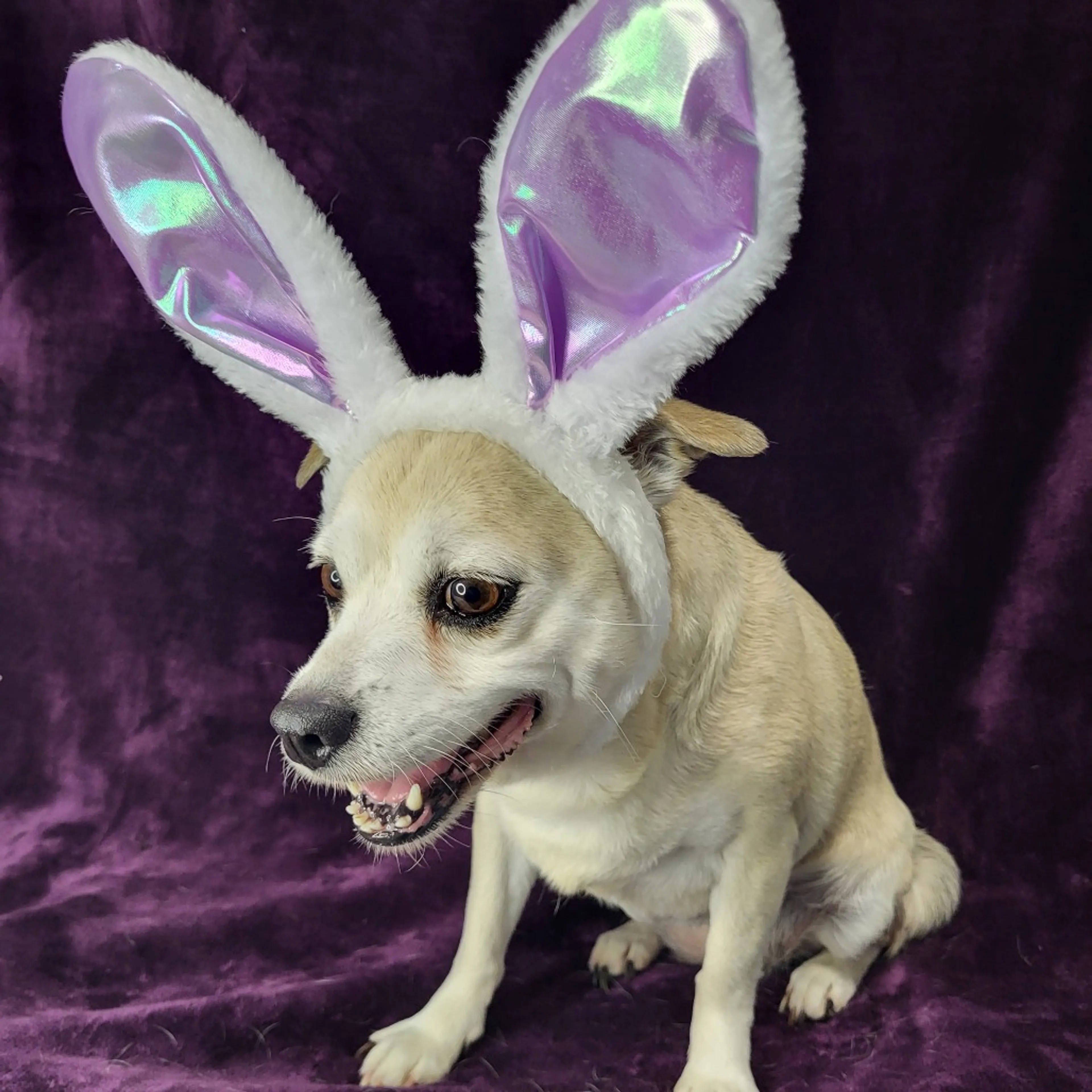 Found pet-3