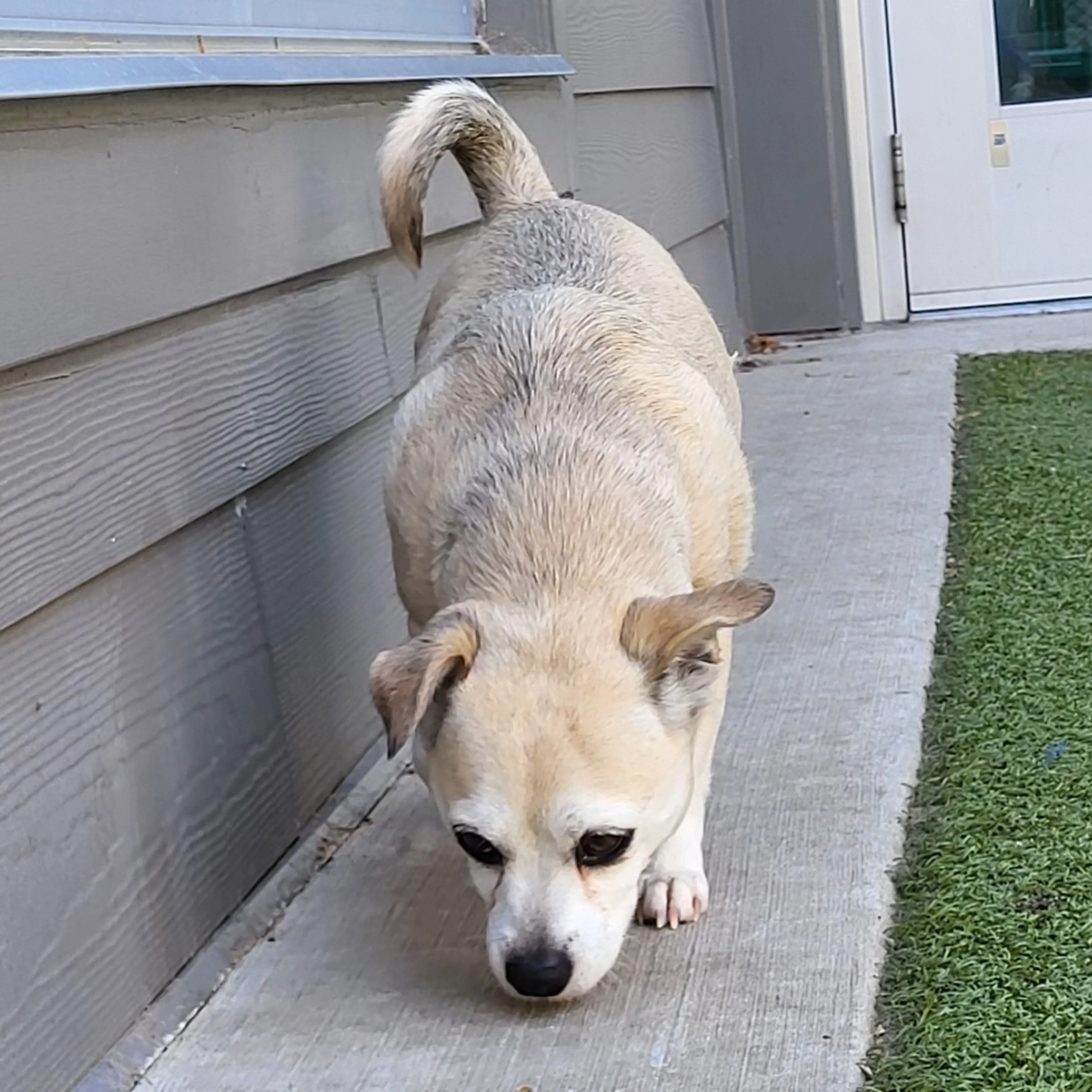 Found pet-5
