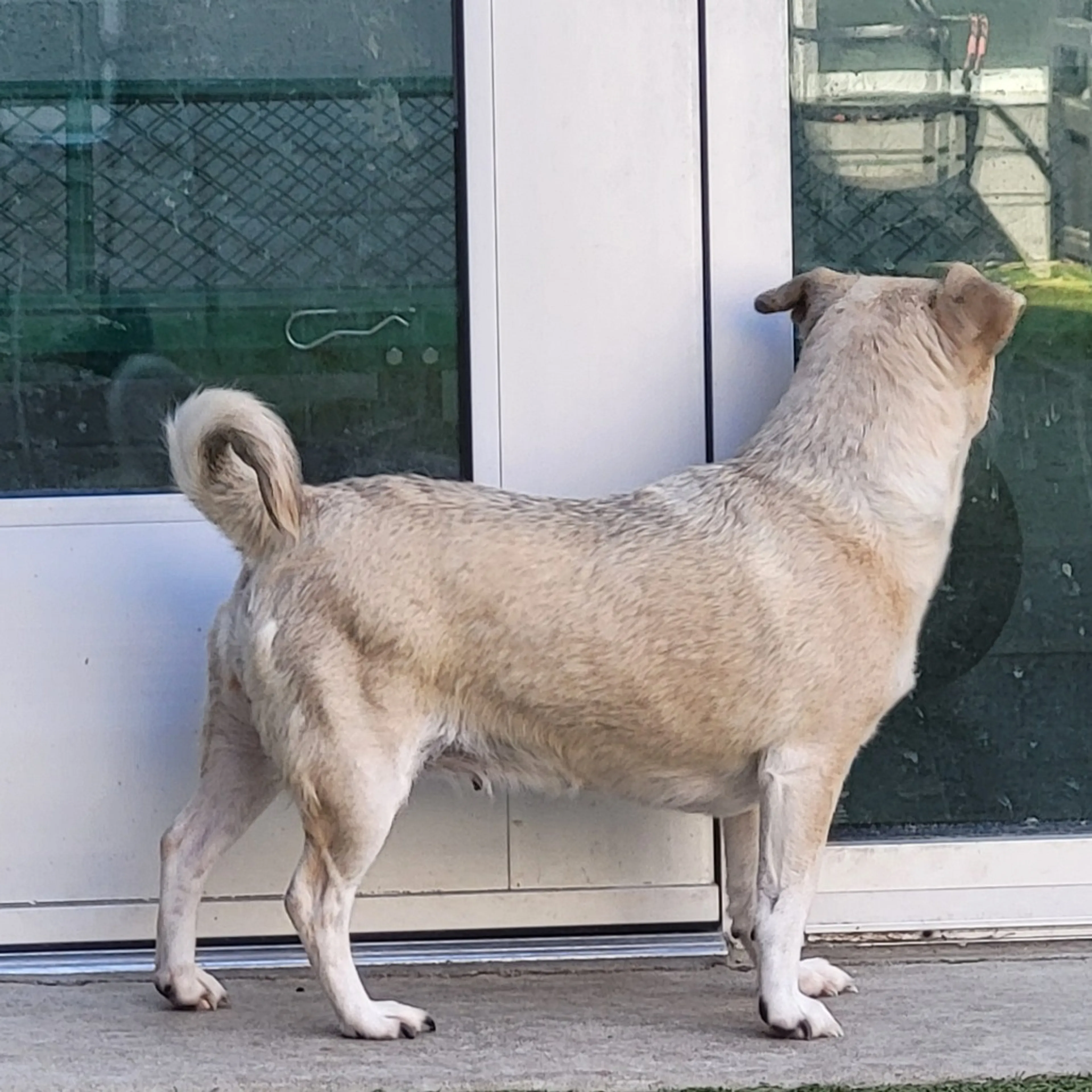Found pet-6