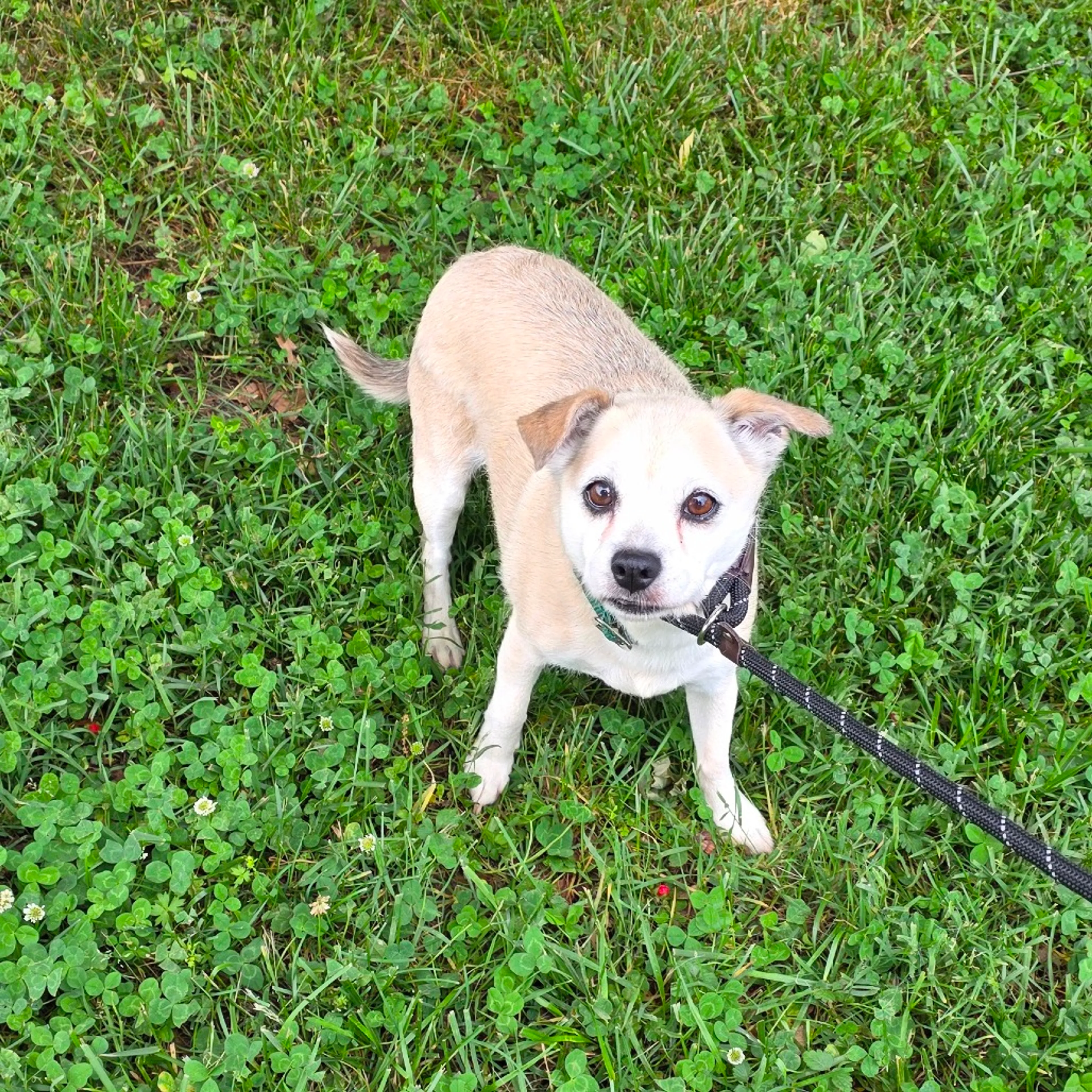 Found pet-12