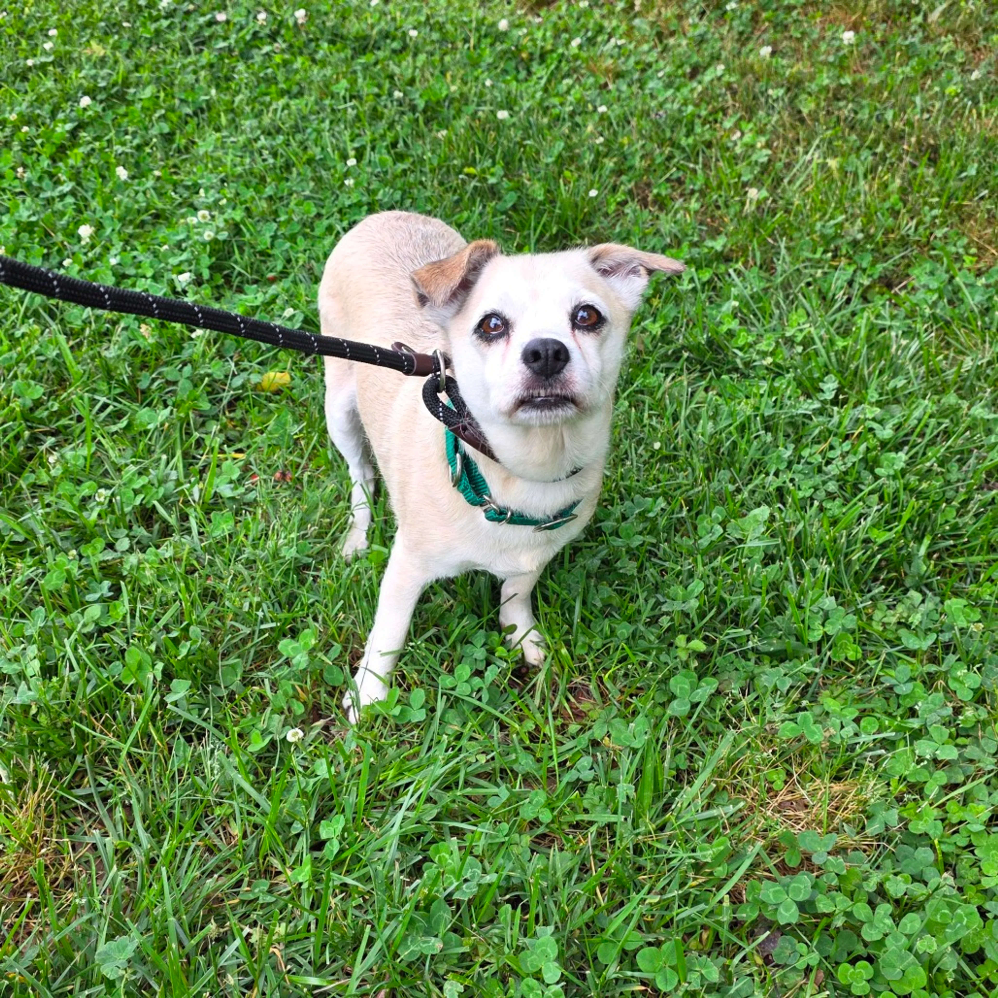 Found pet-7