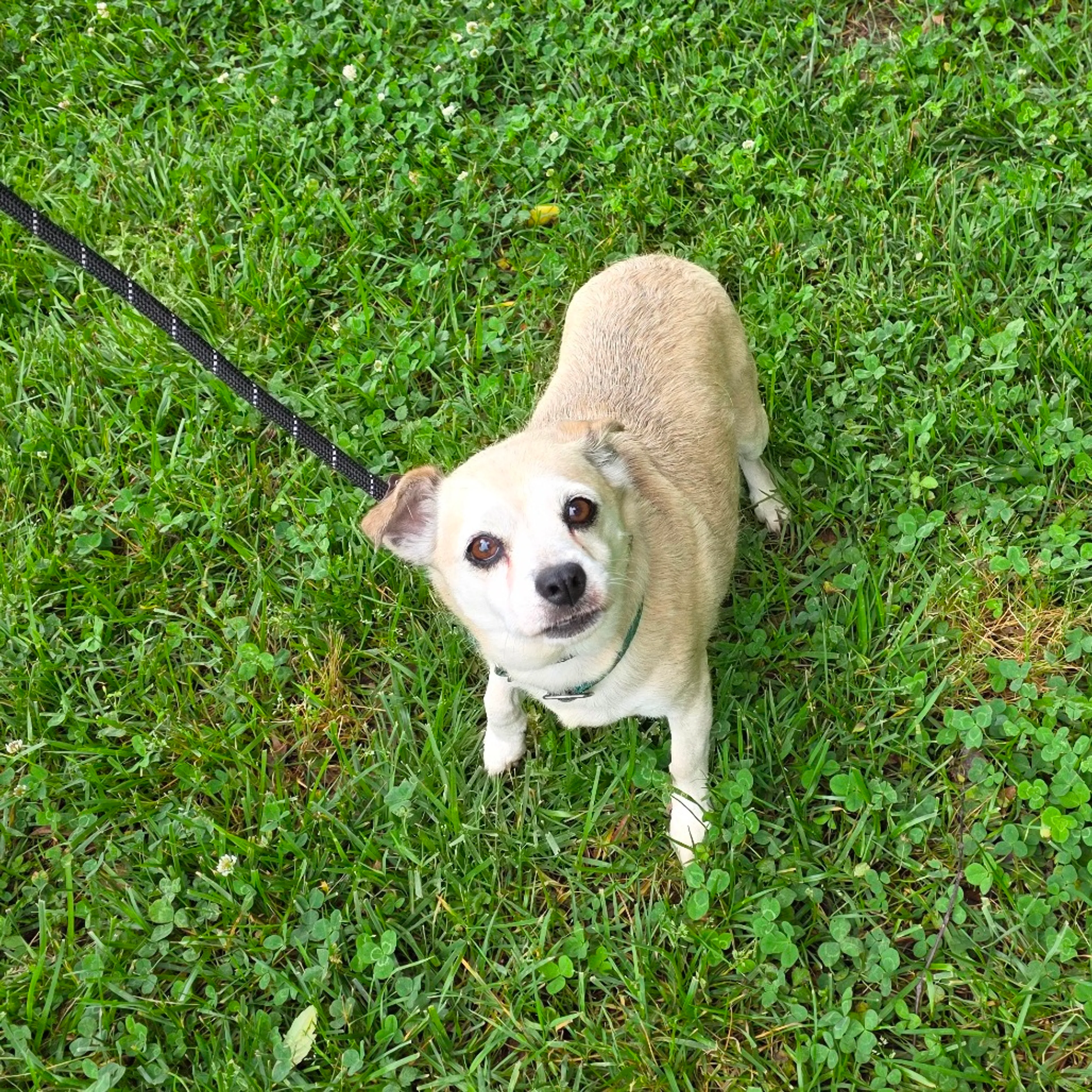 Found pet-9
