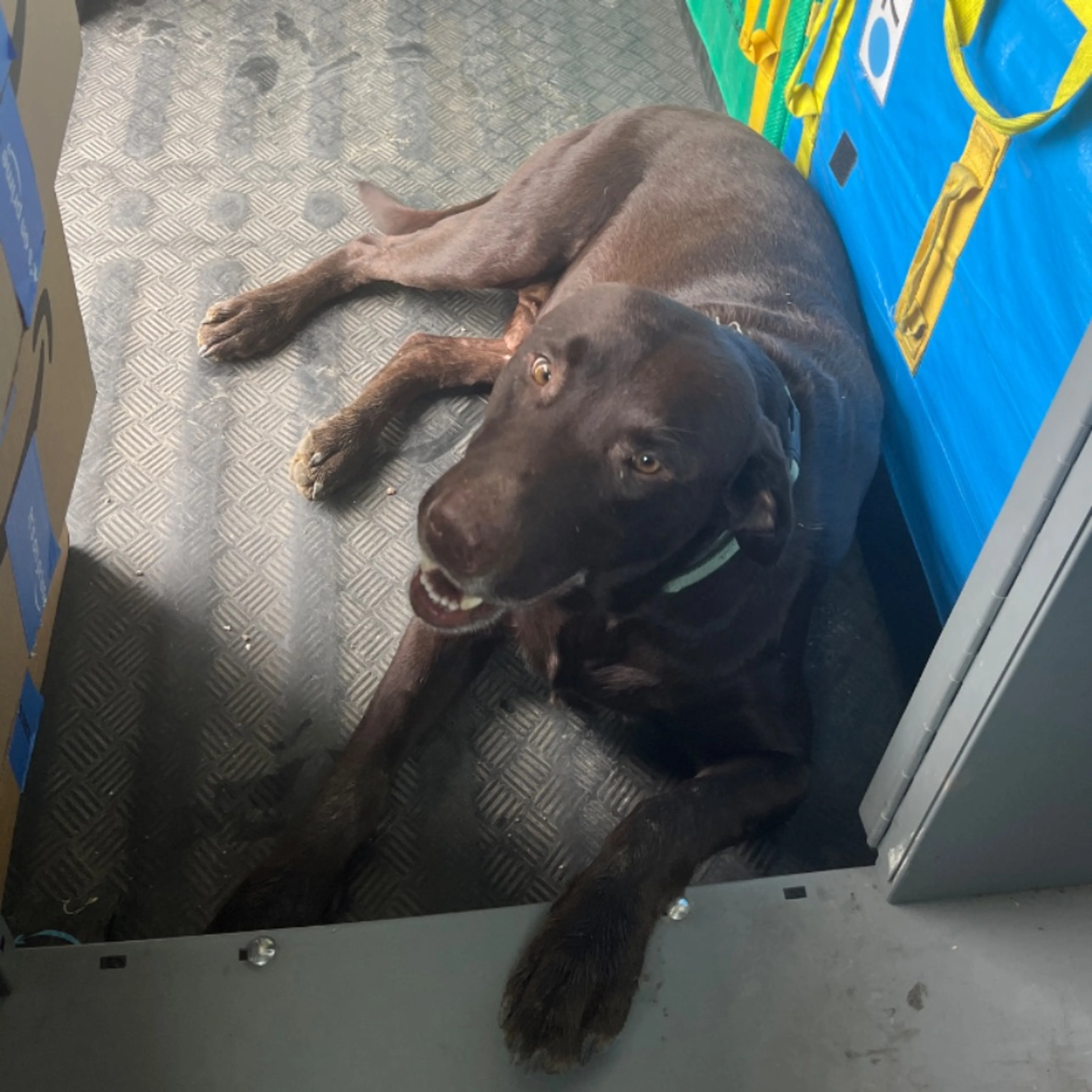 Found pet