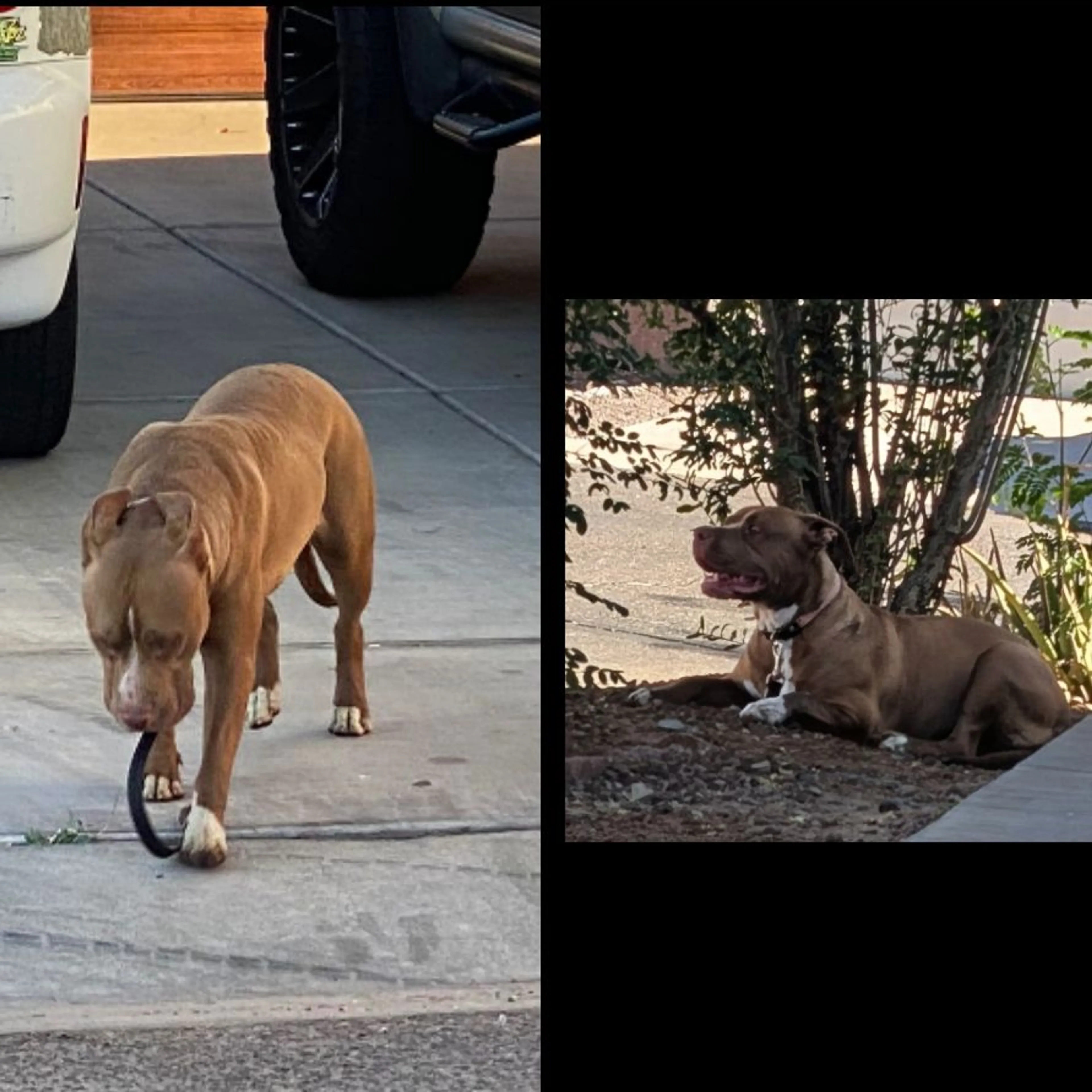 Found pet