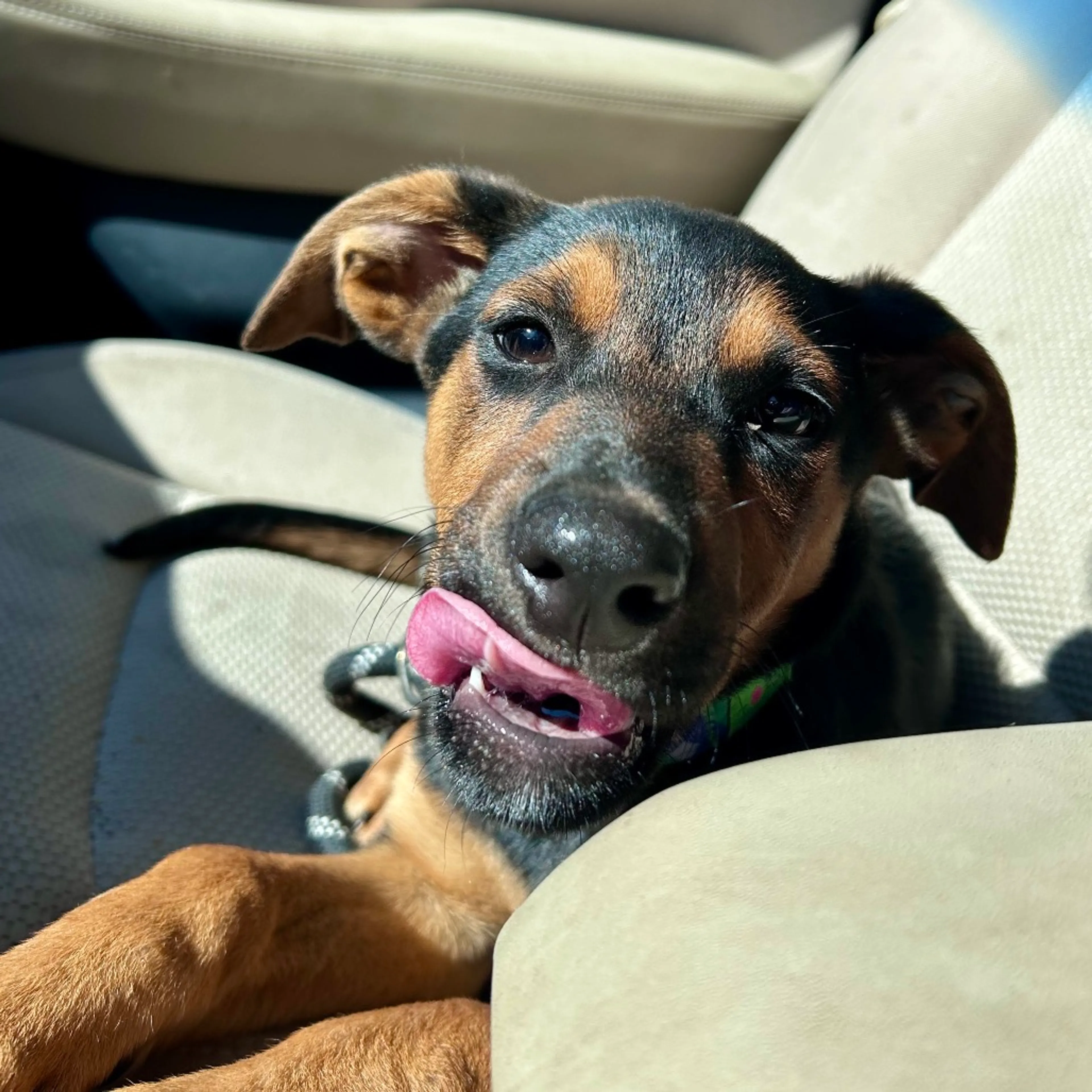 Found pet-3