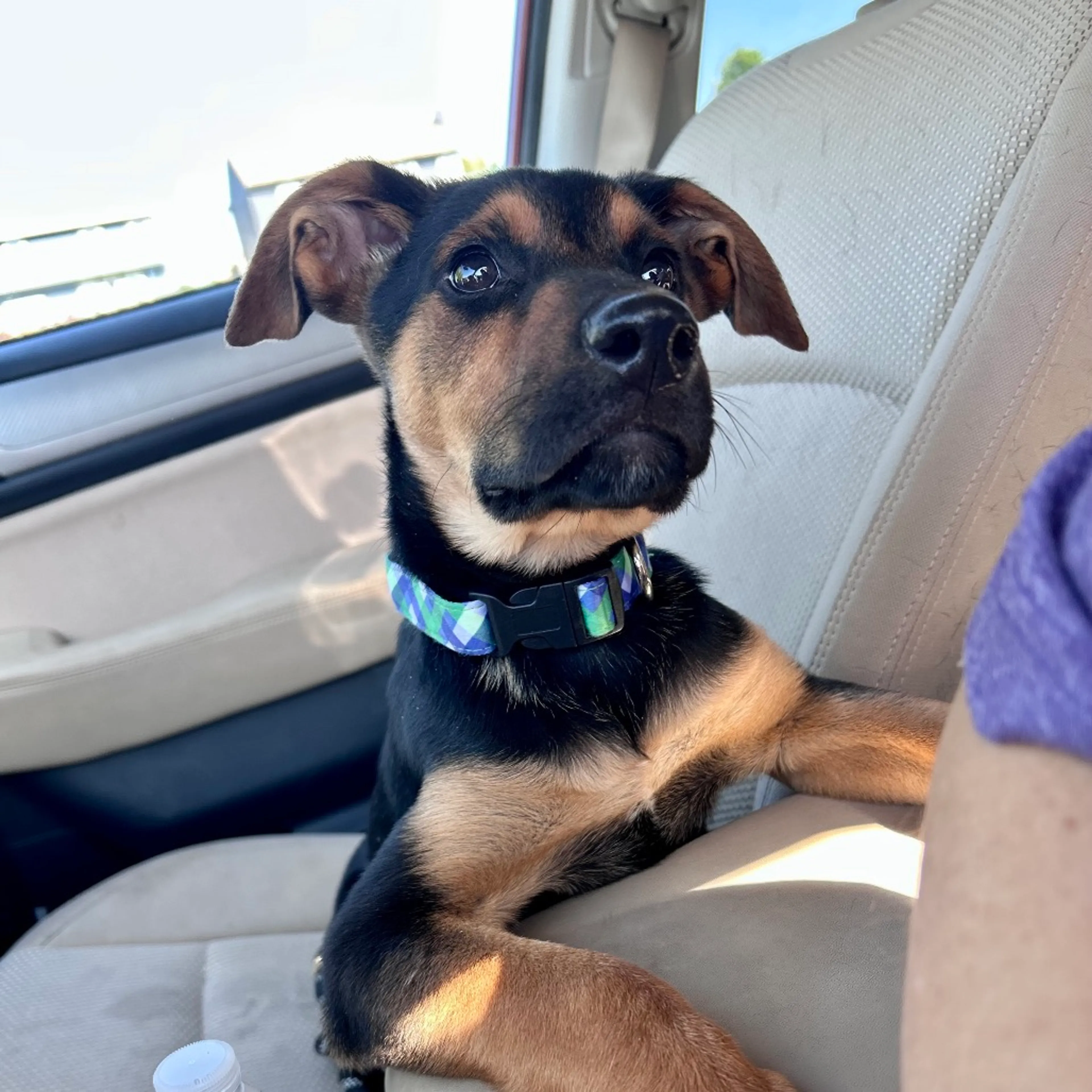 Found pet-2